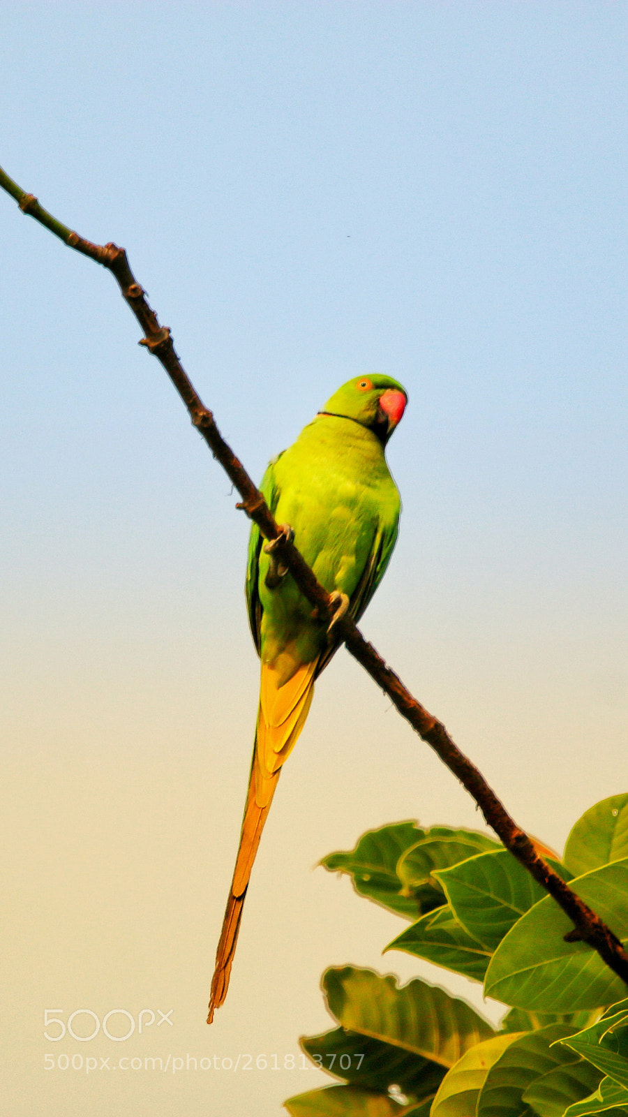 Canon EOS 70D sample photo. Parrot photography