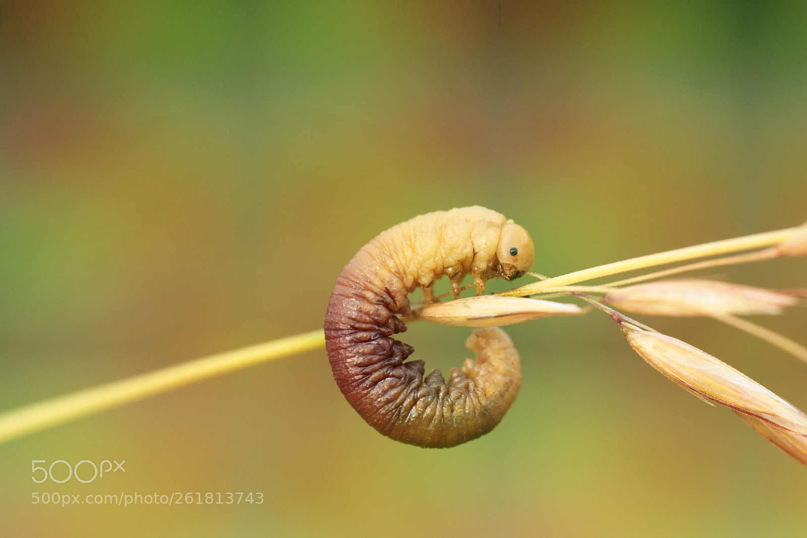 Canon EOS 7D sample photo. Untitled photography