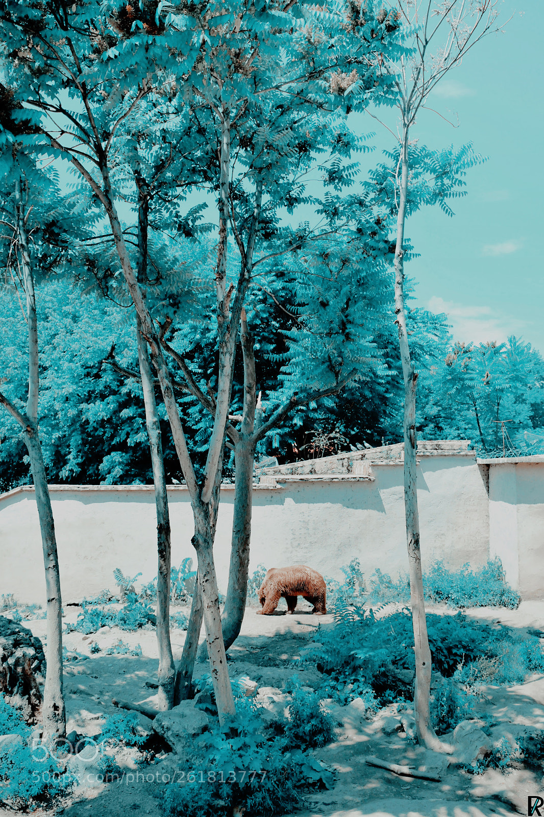 Nikon D3300 sample photo. Brown bear zoo skopje photography