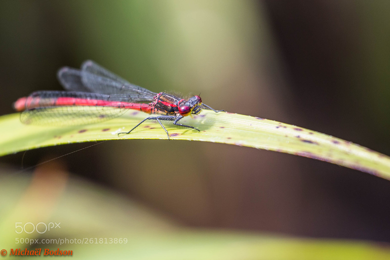 Canon EOS 6D sample photo. Libellule photography
