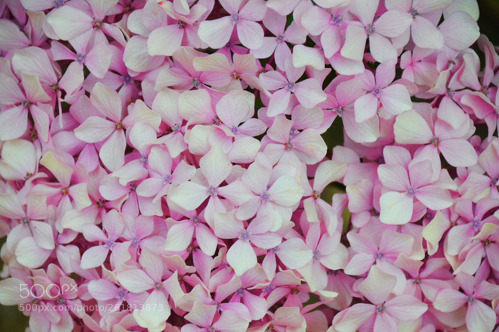 Nikon D3200 sample photo. Blossom photography