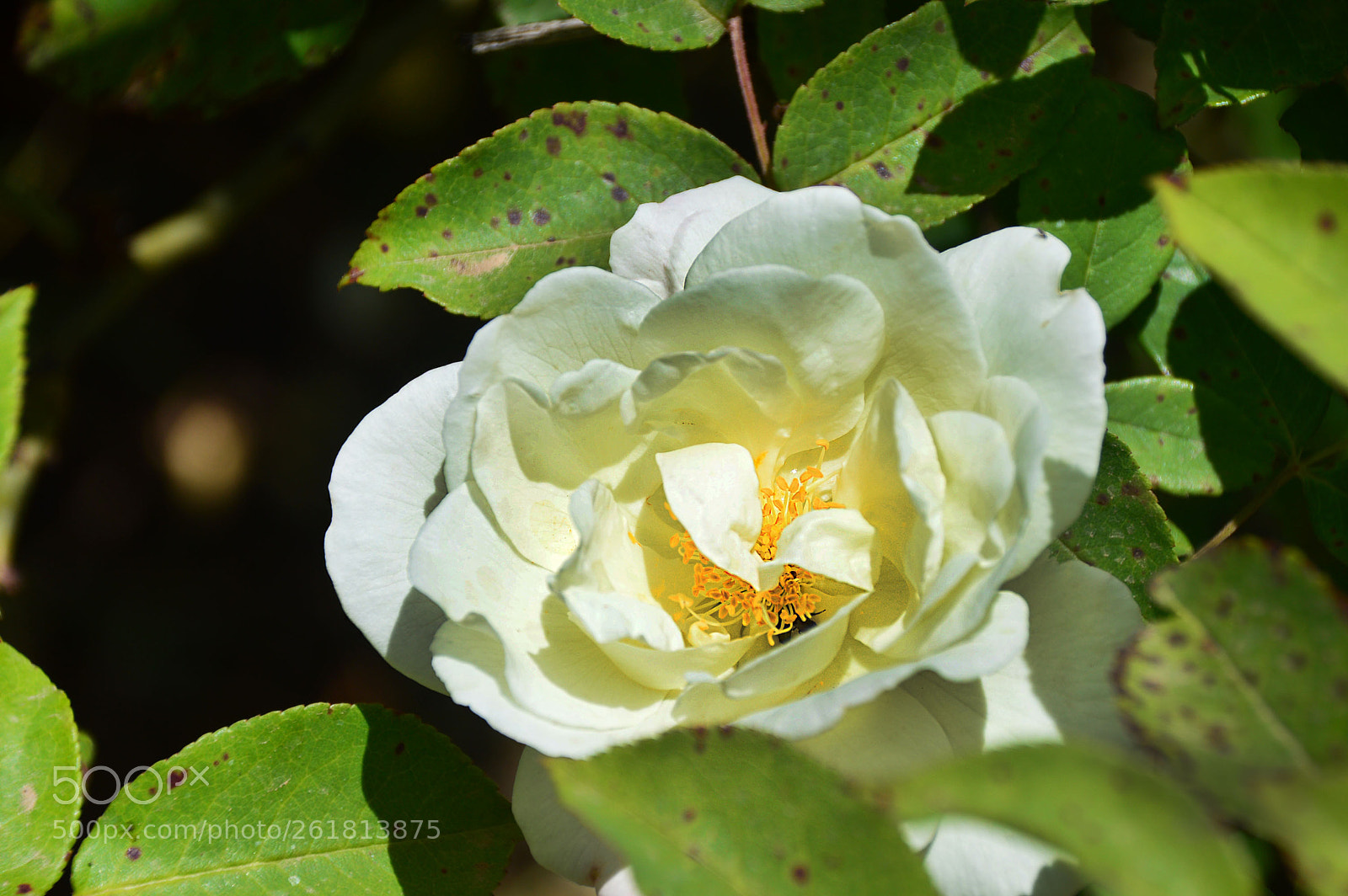 Nikon D3200 sample photo. Blossom photography