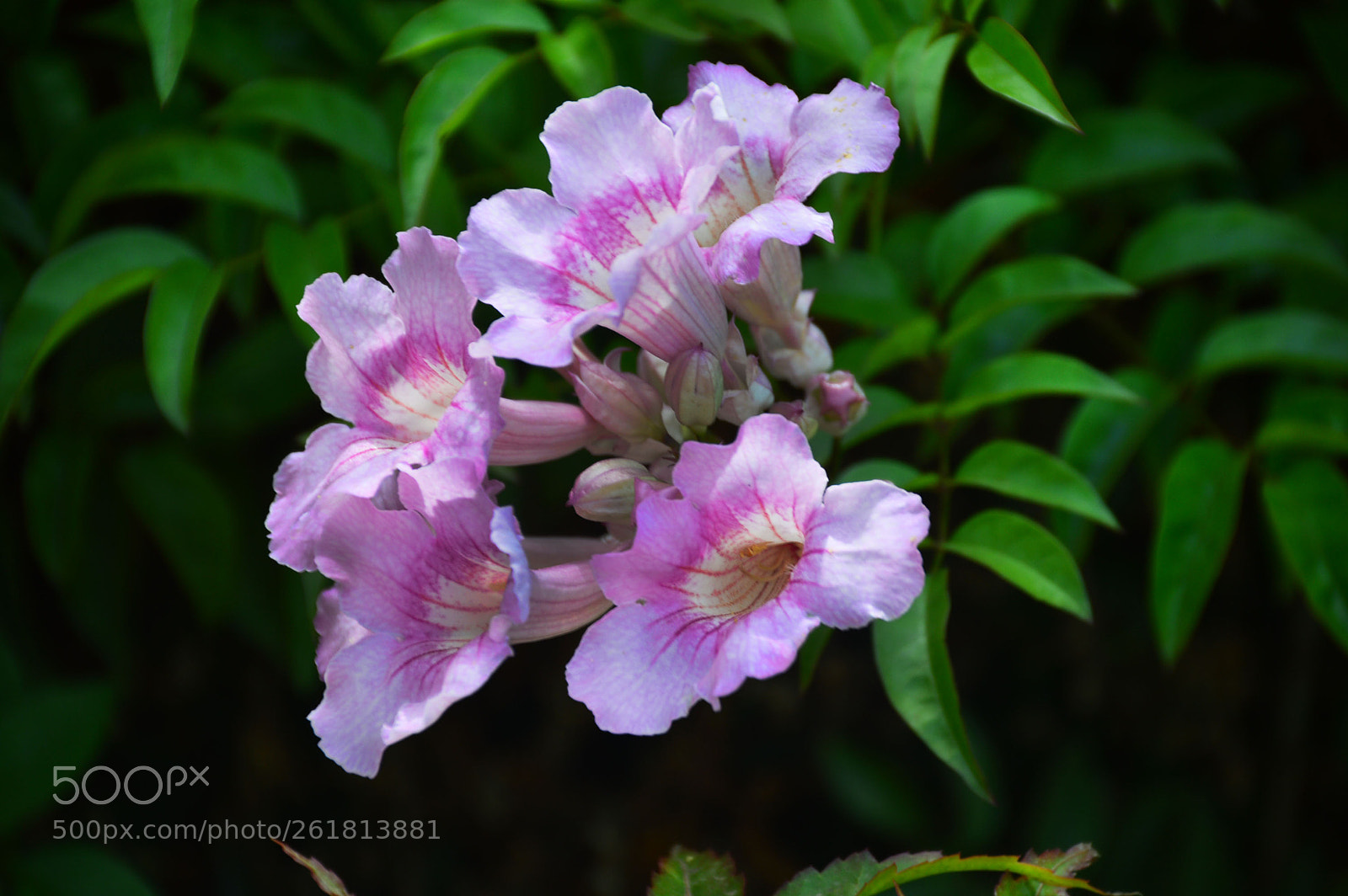 Nikon D3200 sample photo. Blossom photography