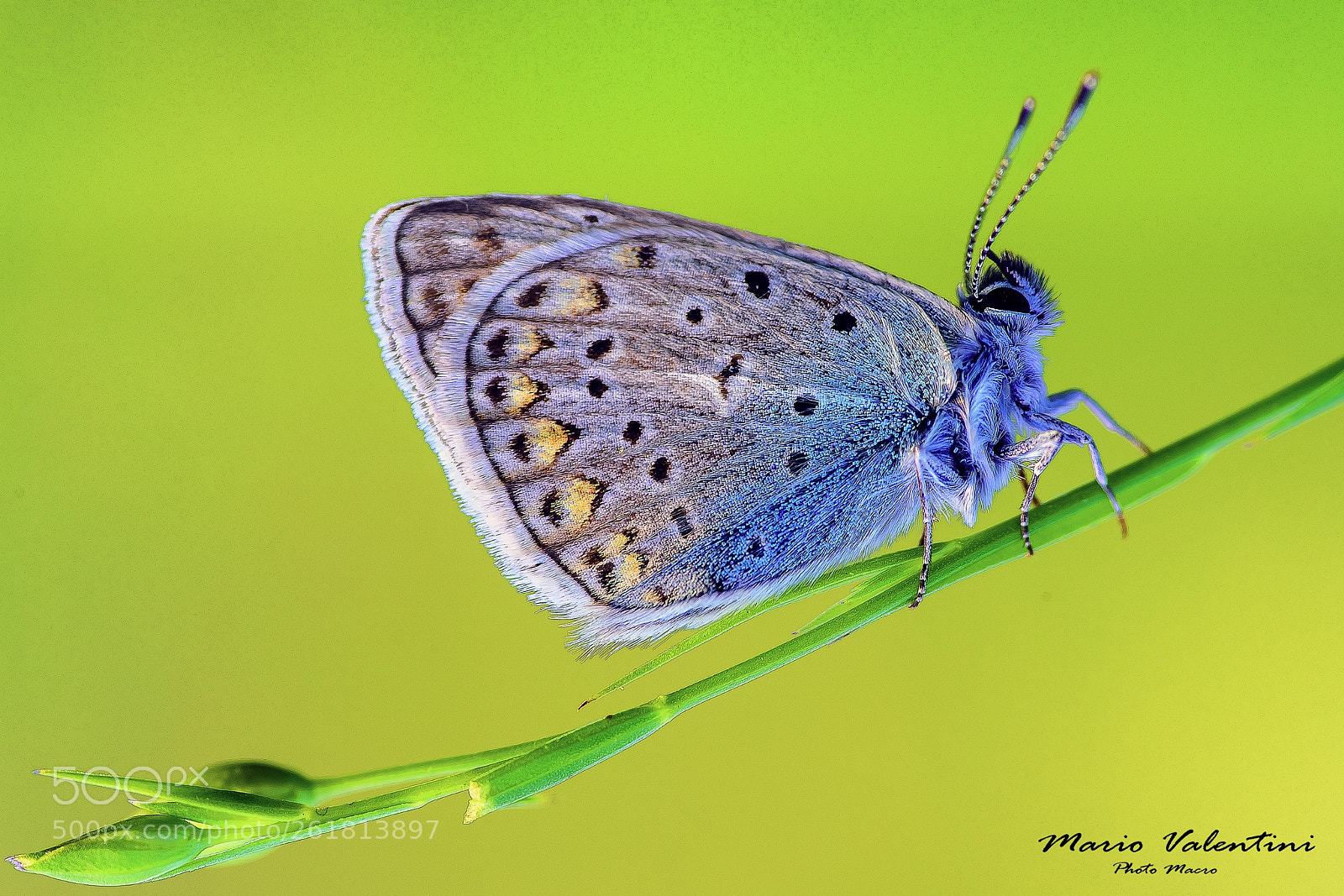 Nikon D750 sample photo. Cupito osiris.italy. photography