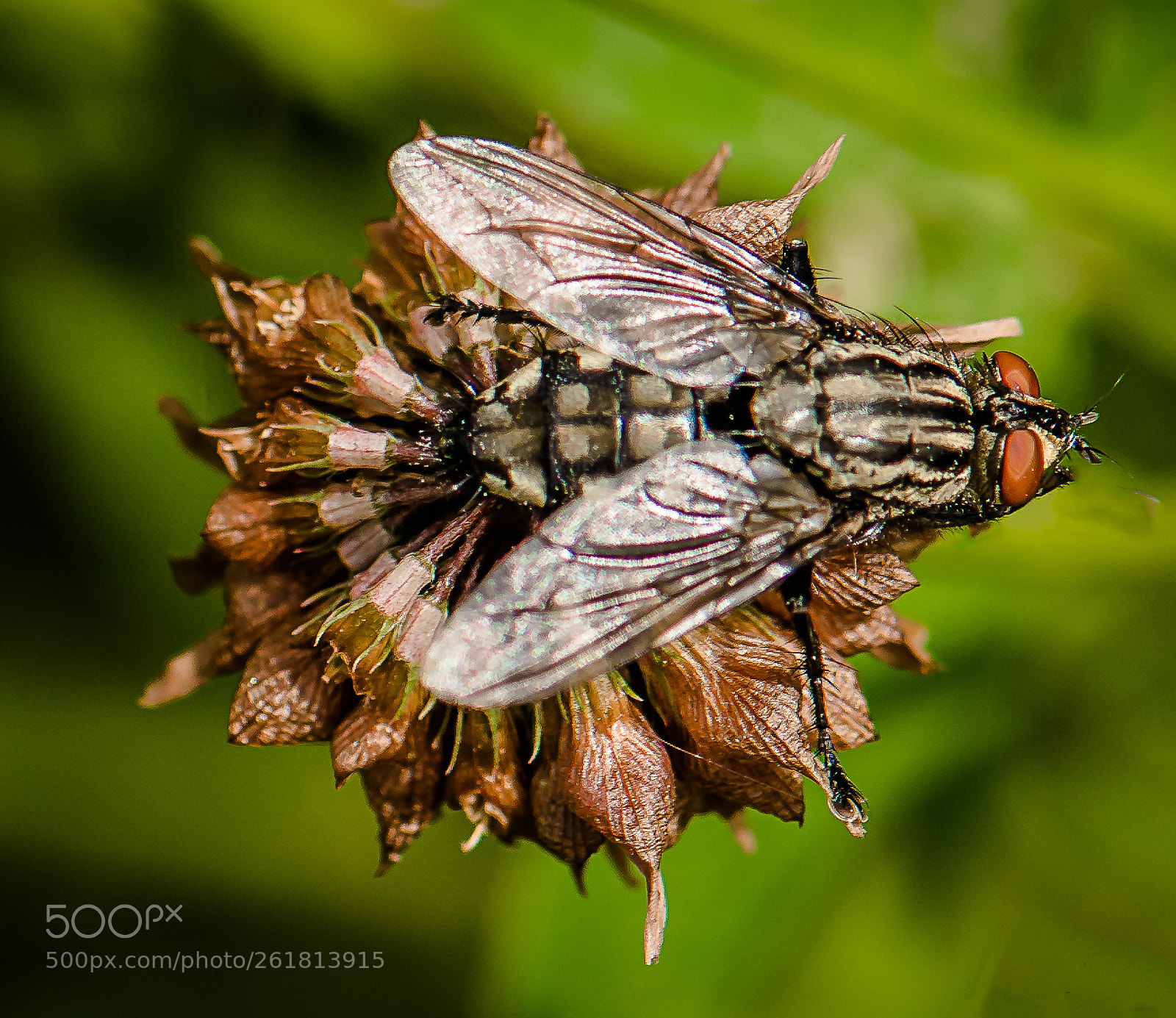 Nikon D500 sample photo. Insect photography