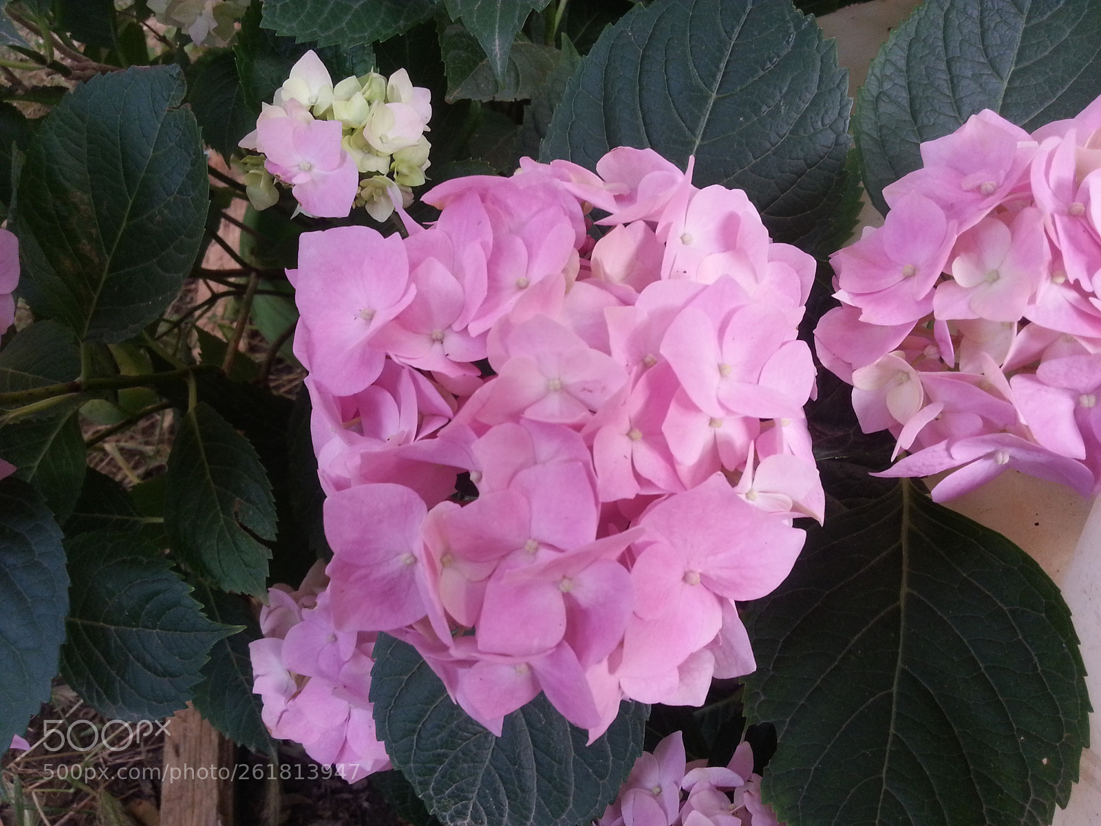 Samsung Galaxy S3 sample photo. Pink photography