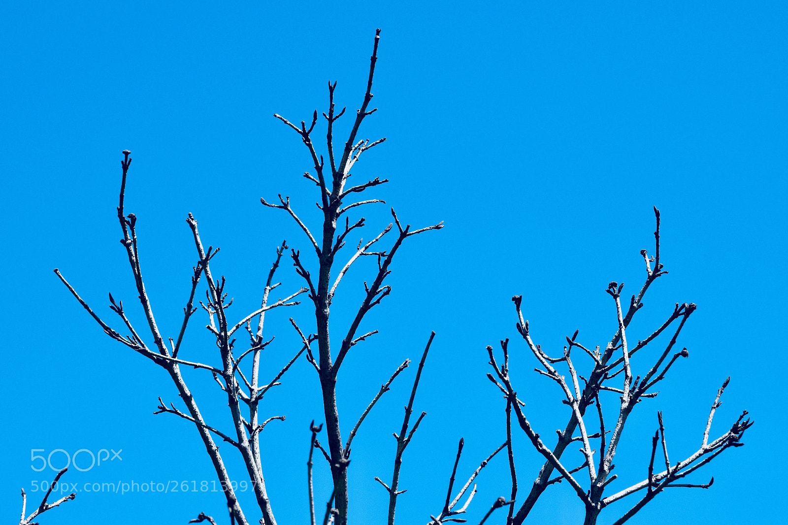 Nikon D5300 sample photo. Cool bare branches  photography