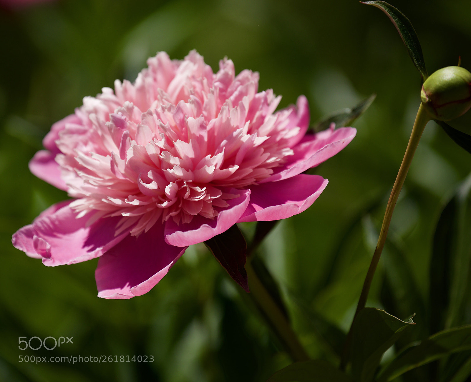 Canon EOS 5D Mark IV sample photo. Peony beauty photography