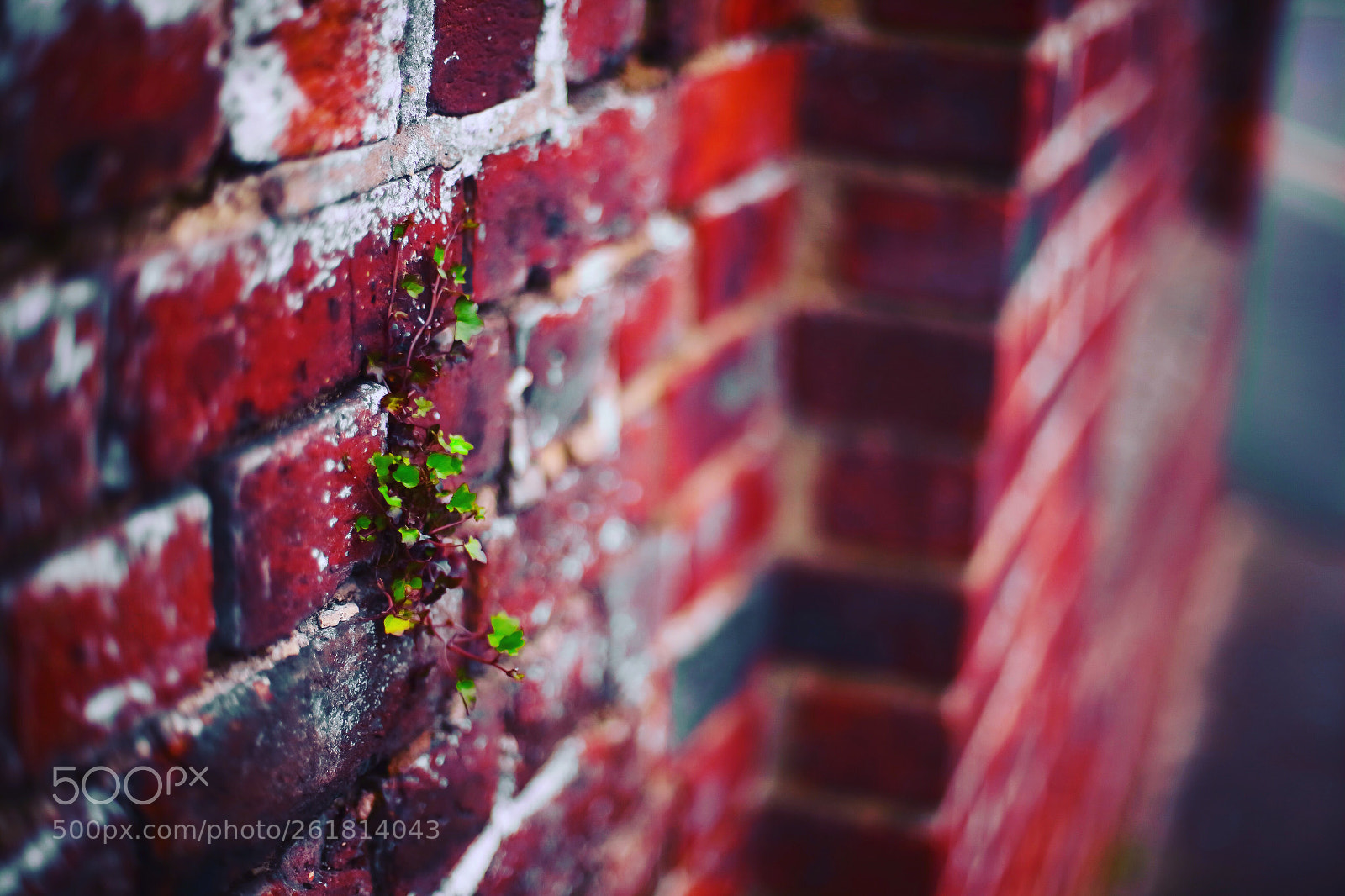 Canon EOS 5D Mark II sample photo. Against the odds! photography