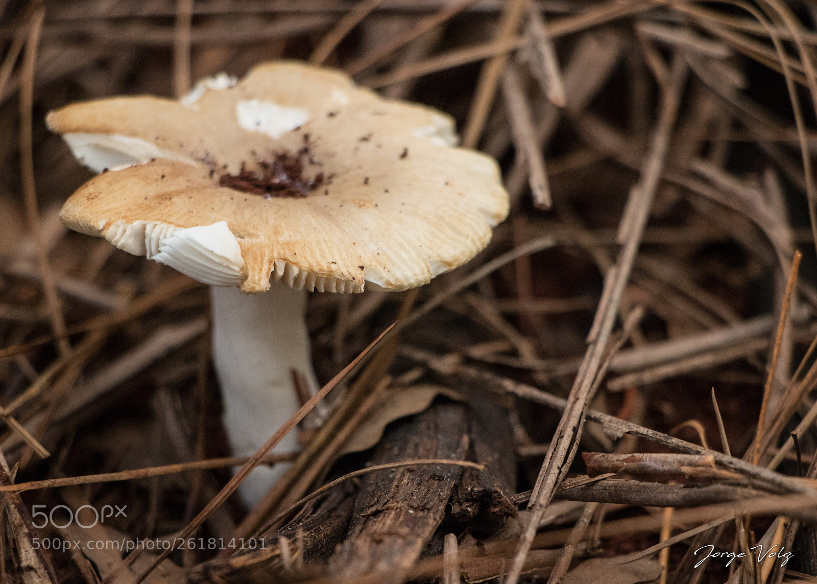 Canon EOS 80D sample photo. Decrepit photography