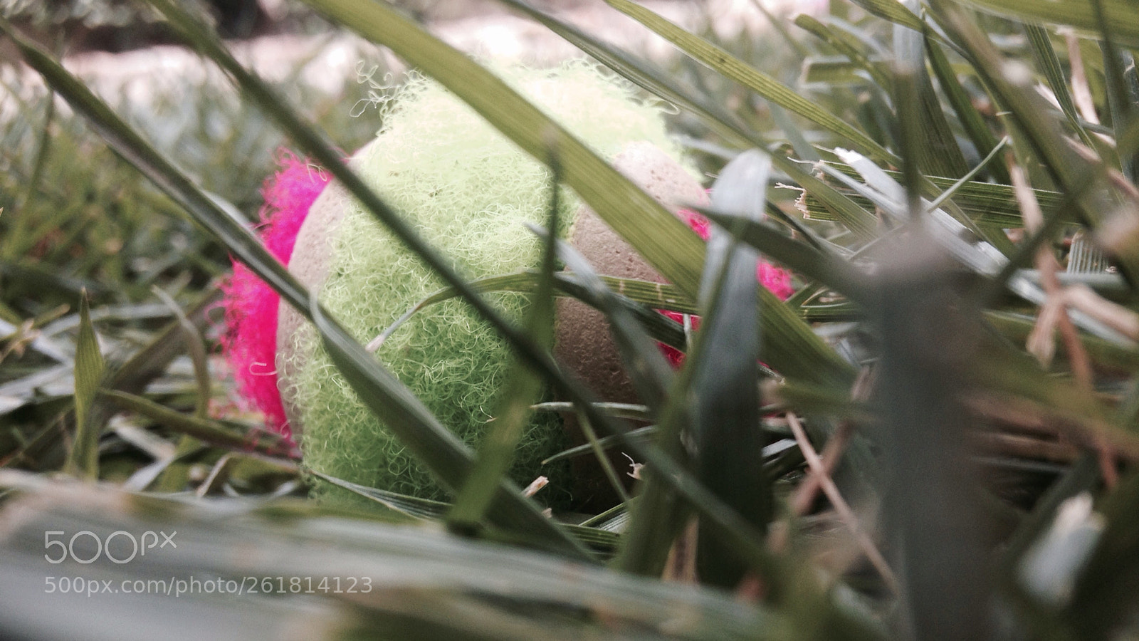Apple iPhone 5 sample photo. Colorful tennis ball photography