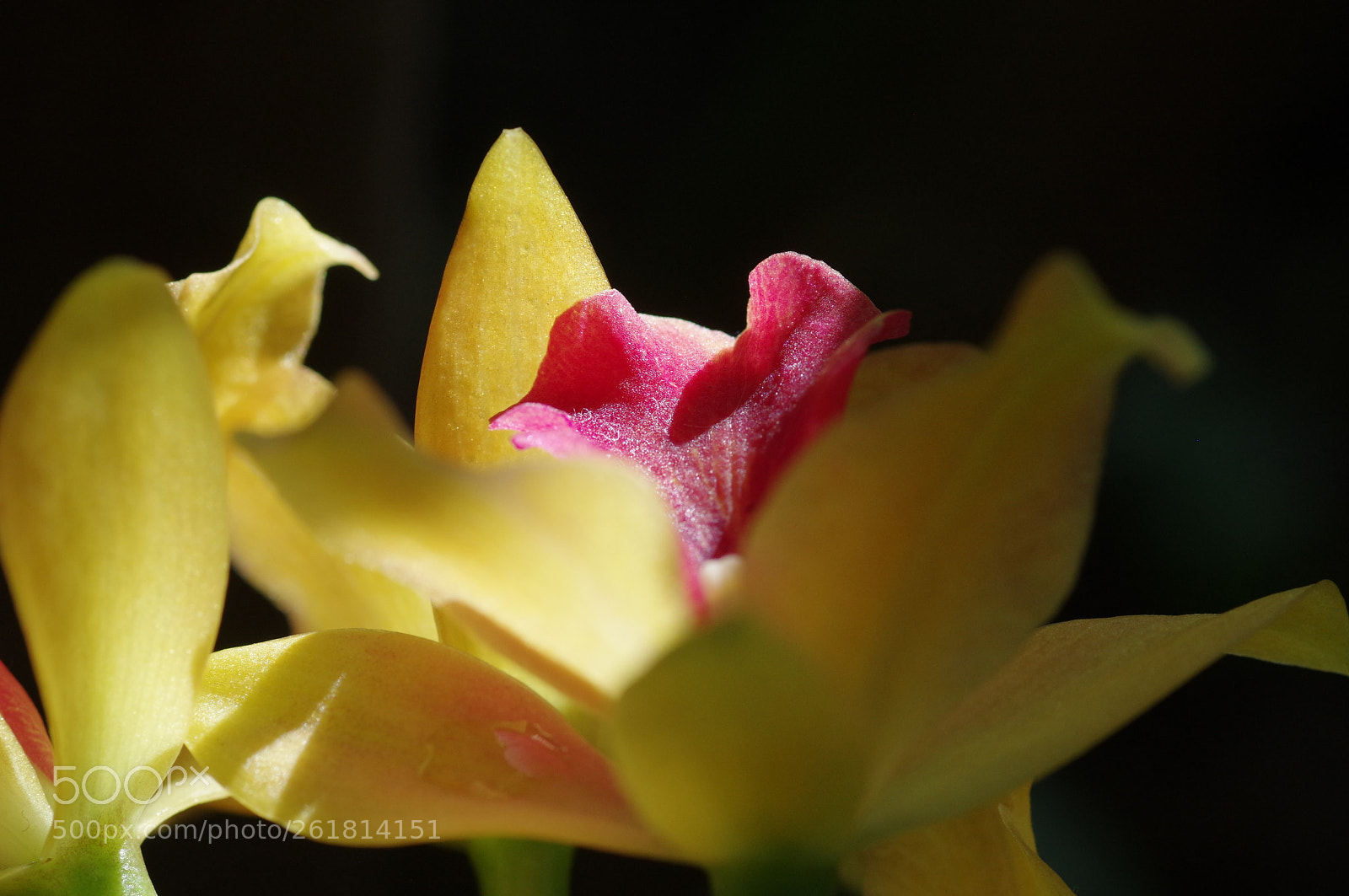 Pentax K-3 II + Pentax smc D-FA 100mm F2.8 Macro WR sample photo. Red and yellow orchid photography