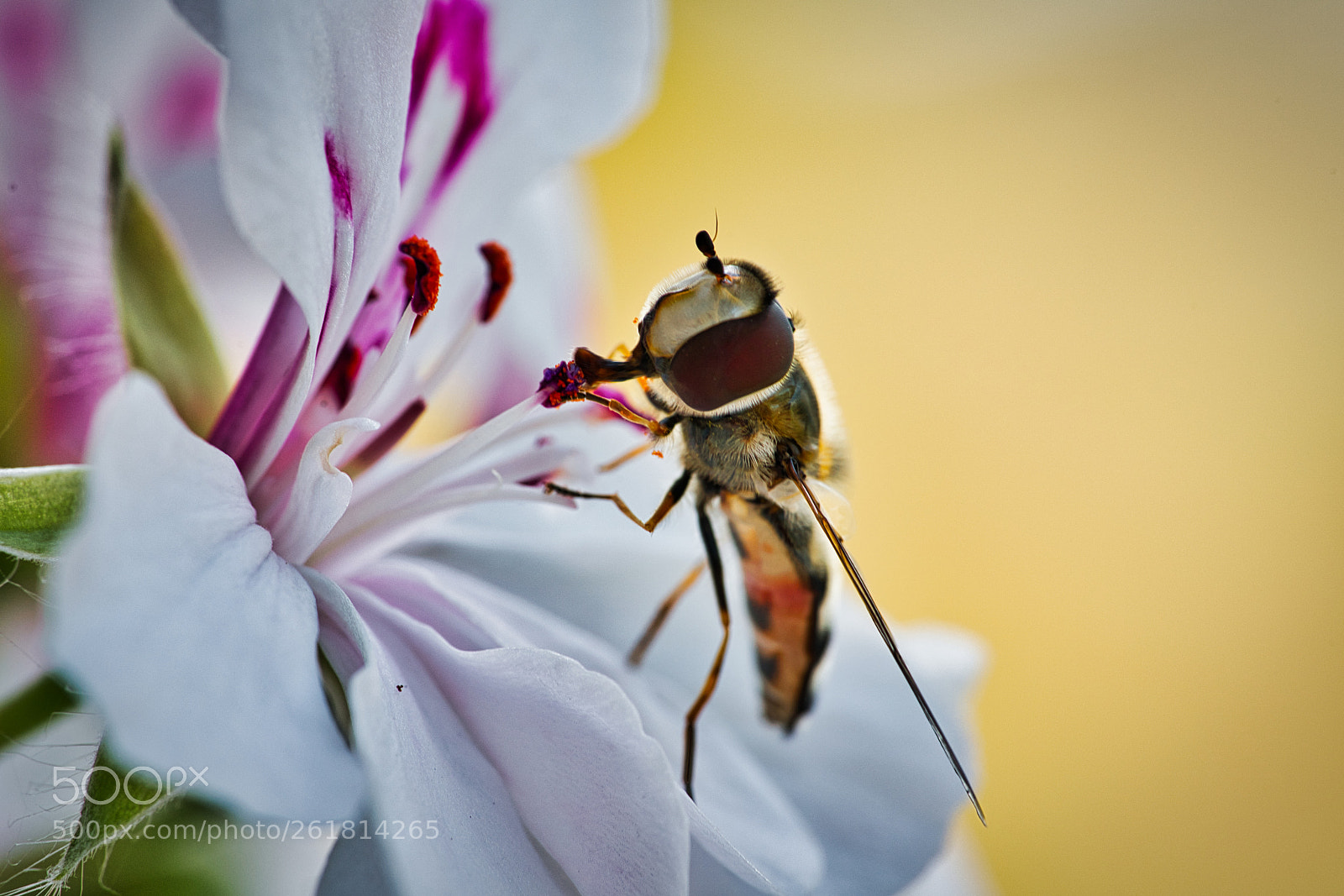 Sony a7R II sample photo. Untitled photography