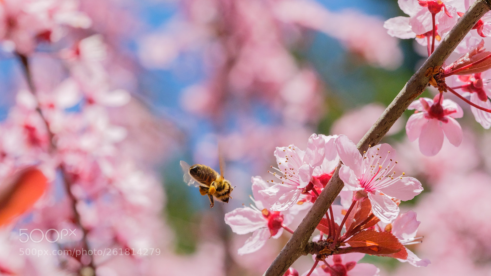 Fujifilm X-T20 sample photo. Busy bee 2 photography