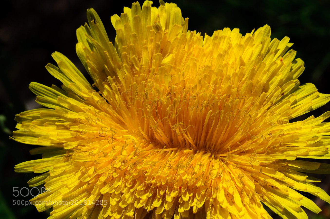 Nikon D90 sample photo. * photography