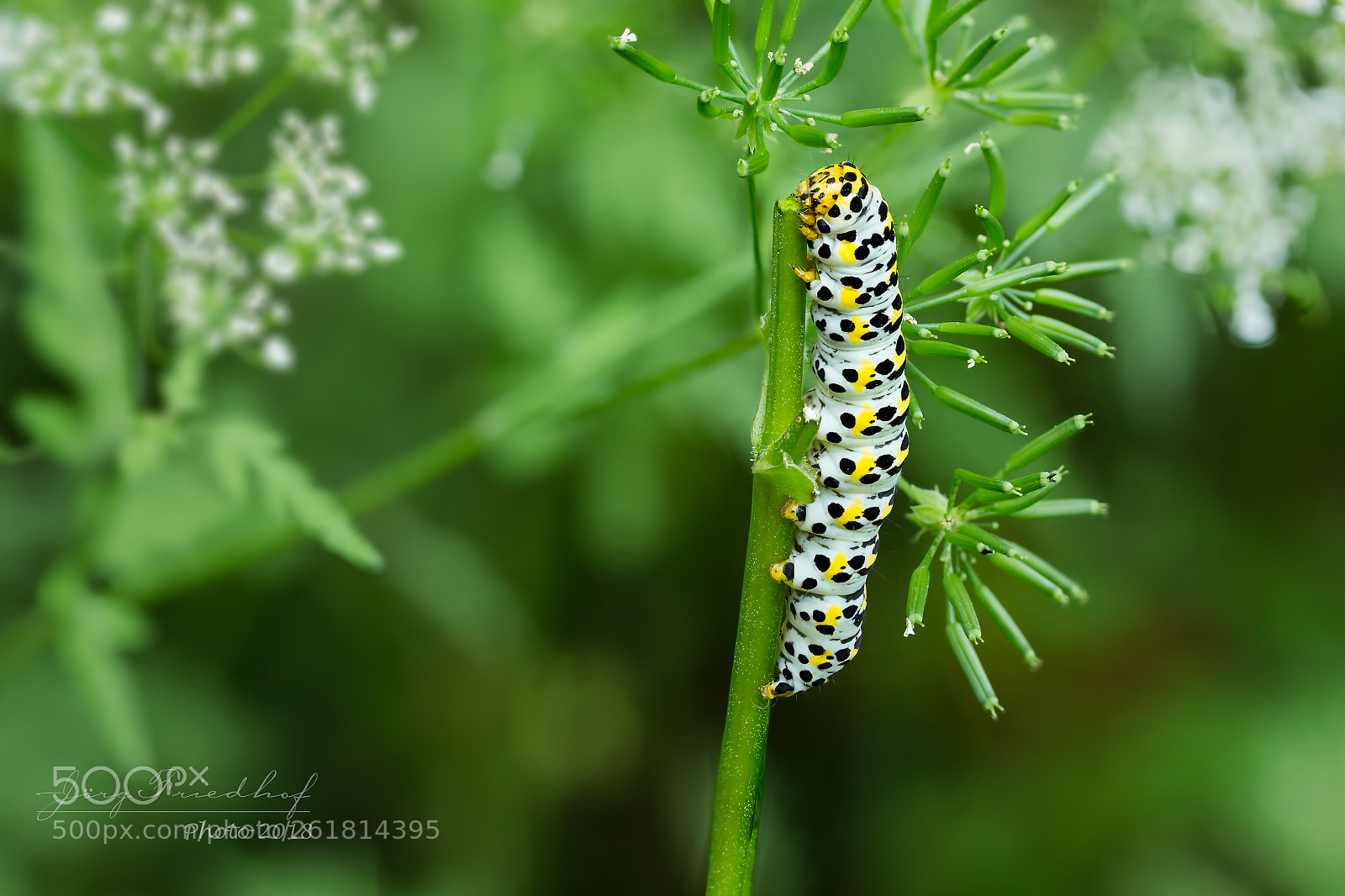 Canon EOS 700D (EOS Rebel T5i / EOS Kiss X7i) sample photo. Mullein moth photography