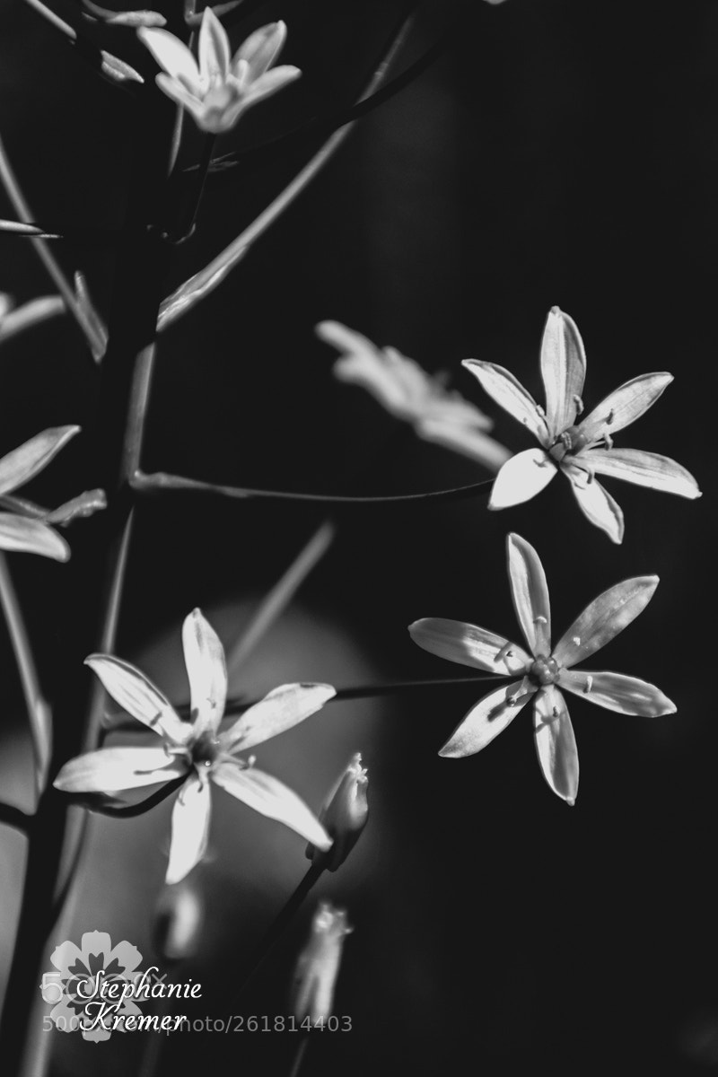 Nikon D5500 sample photo. Black and white photography