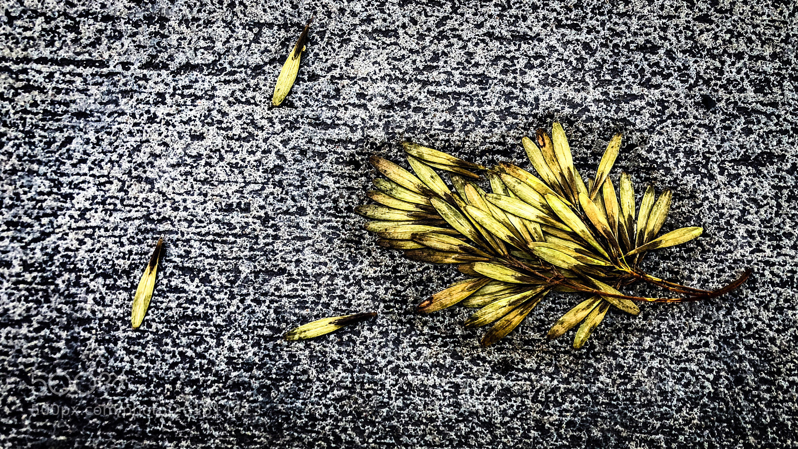 Apple iPhone 8 sample photo. Golden petals photography