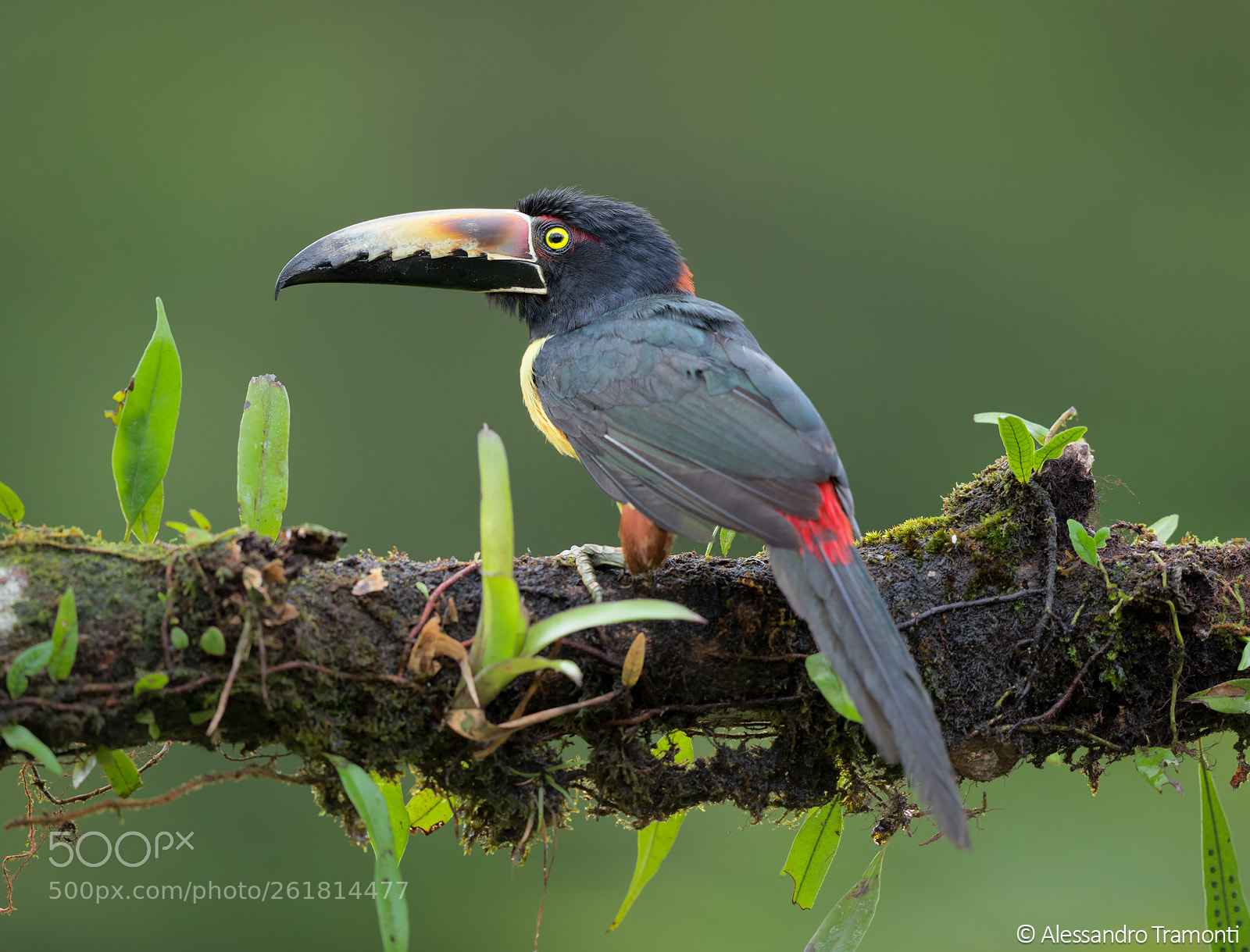 Canon EOS 5D Mark IV sample photo. Collared aracari photography