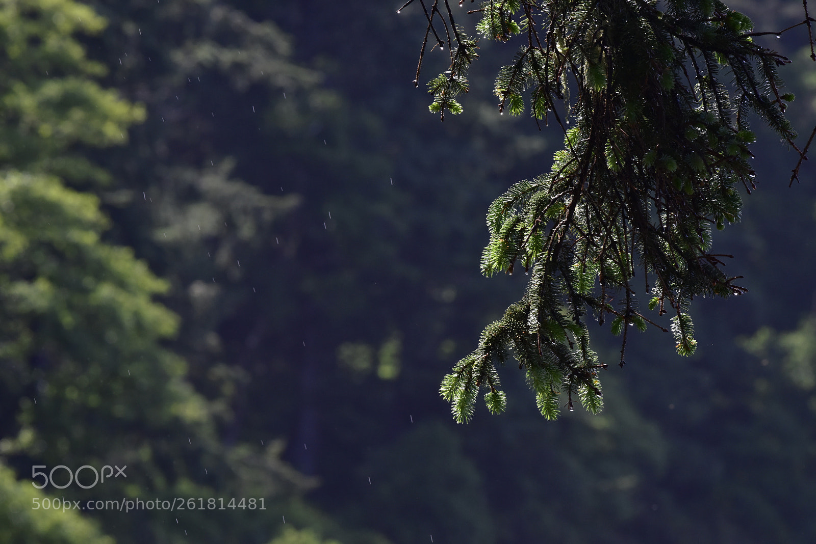 Nikon D810 + Nikon AF-S Nikkor 300mm F4D ED-IF sample photo. Olympic national park pacific photography