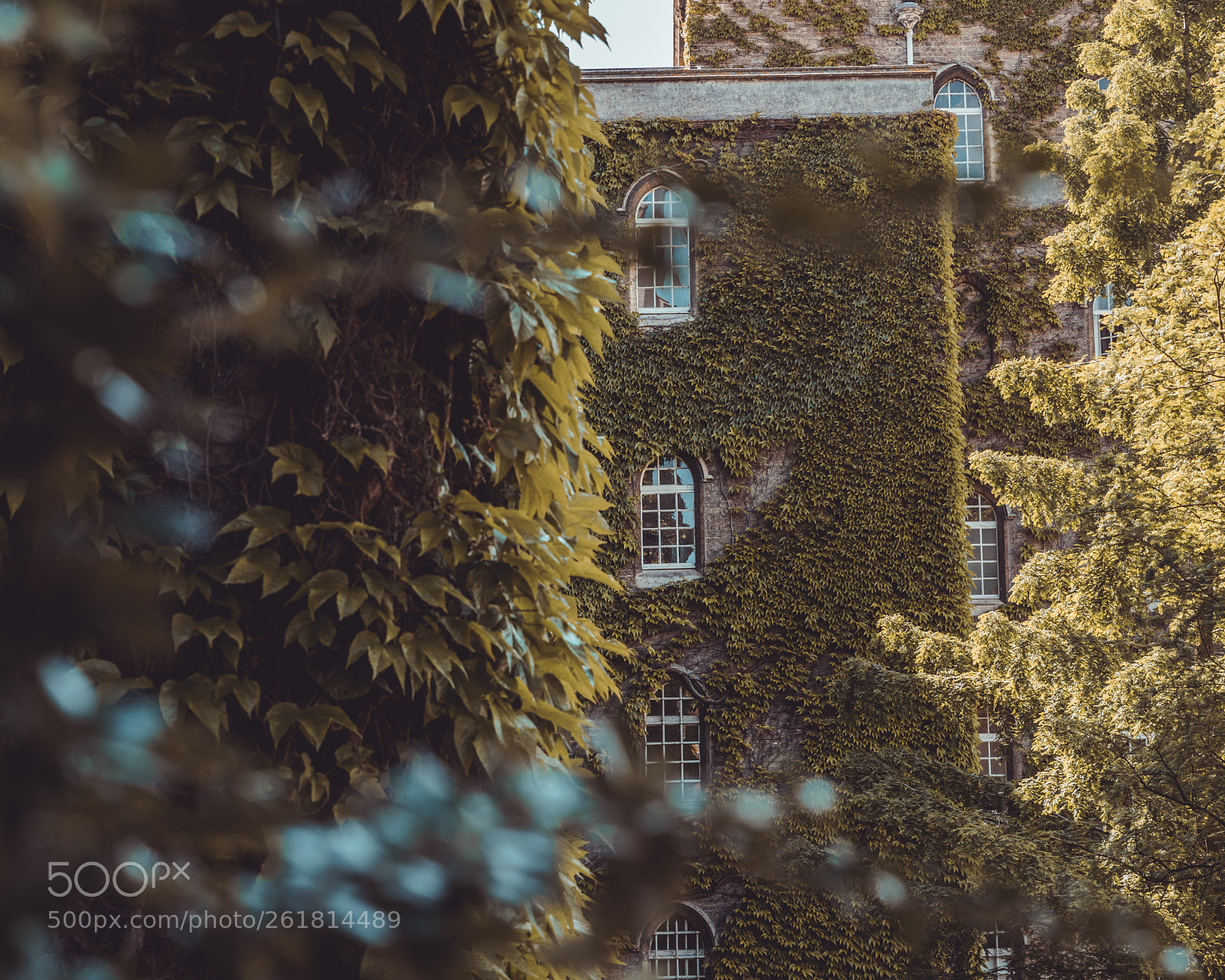 Nikon D810 sample photo. Green life photography