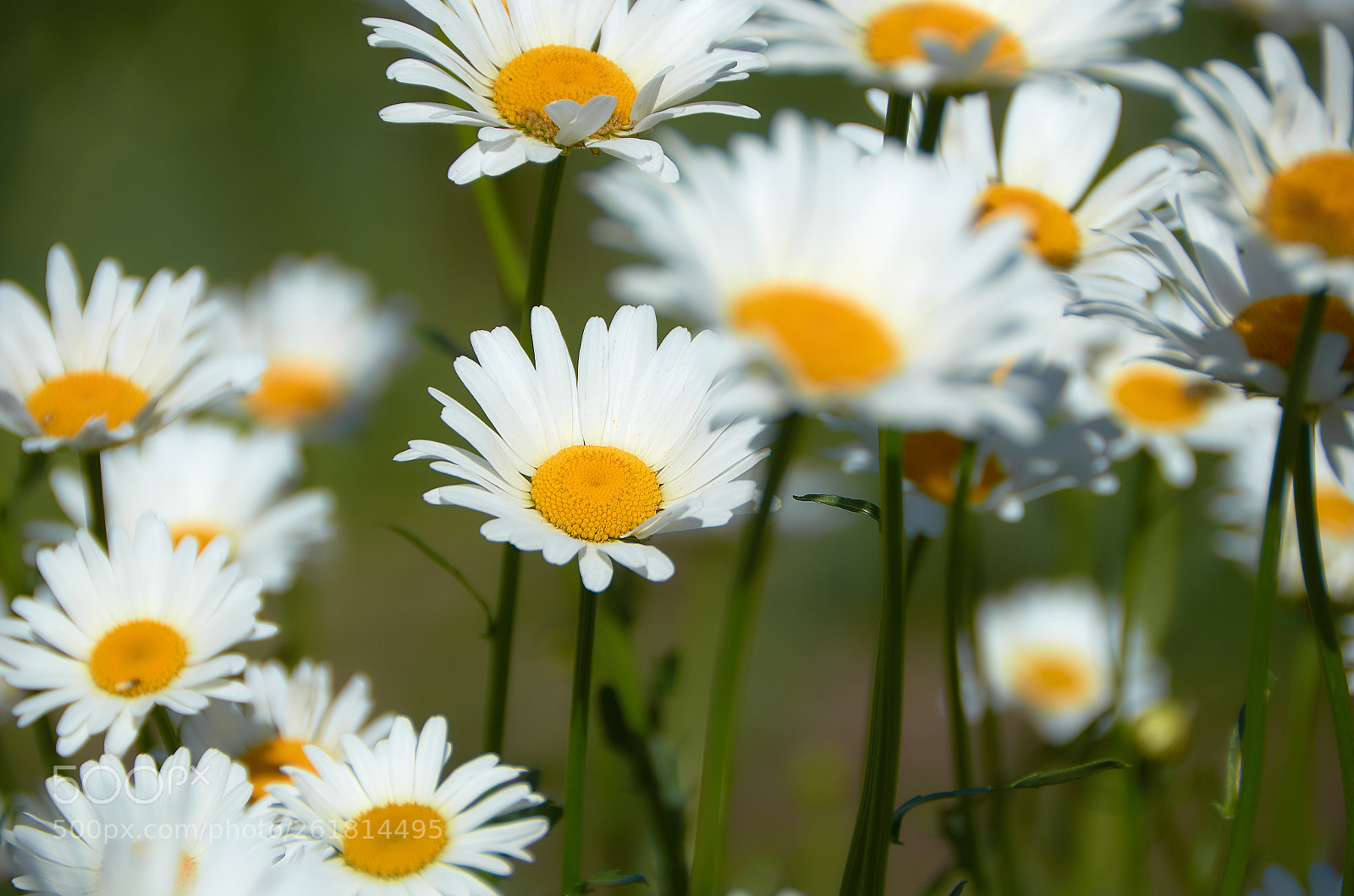Nikon D5100 sample photo. Glade of flowers photography