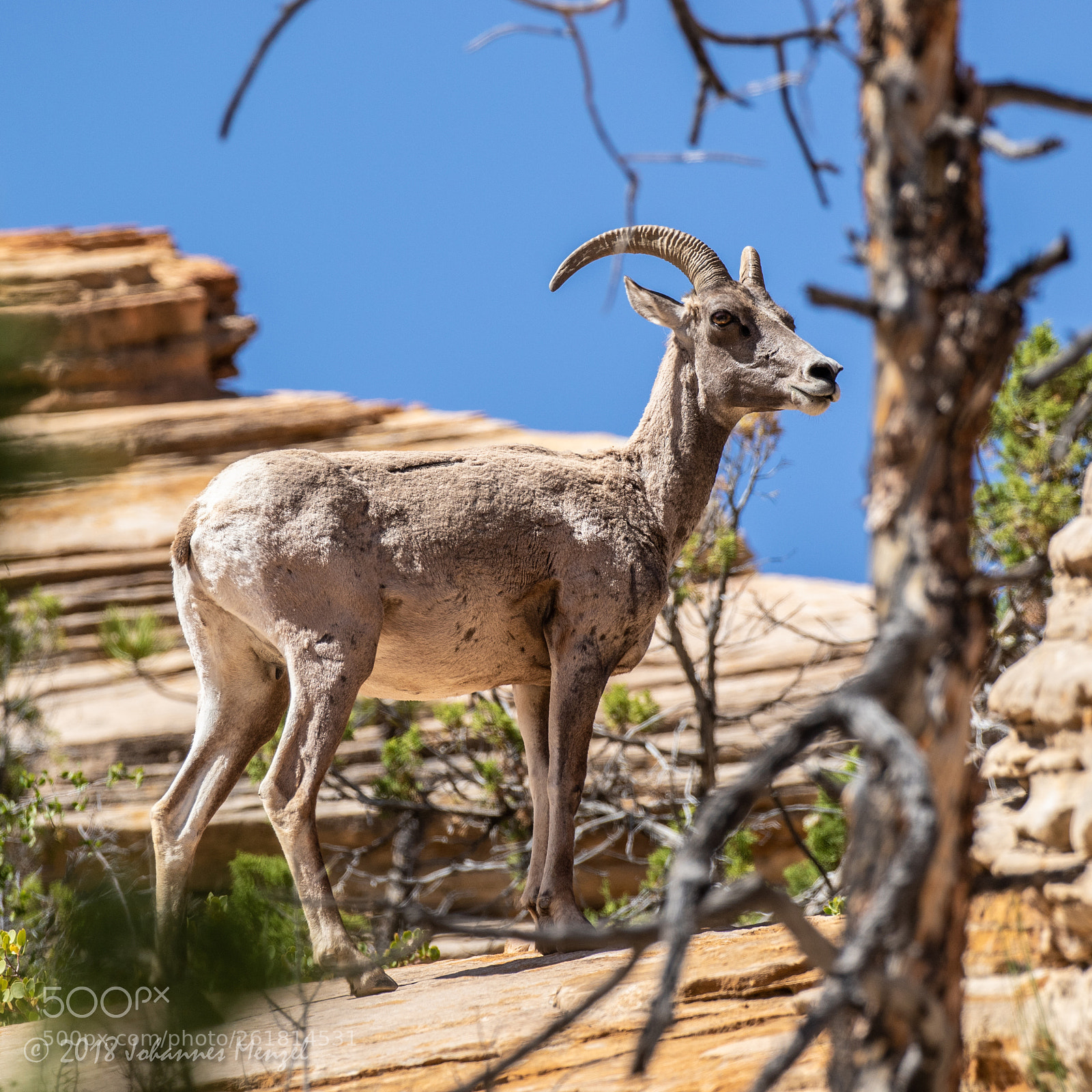 Canon EOS 7D Mark II sample photo. Bighorn sheep photography