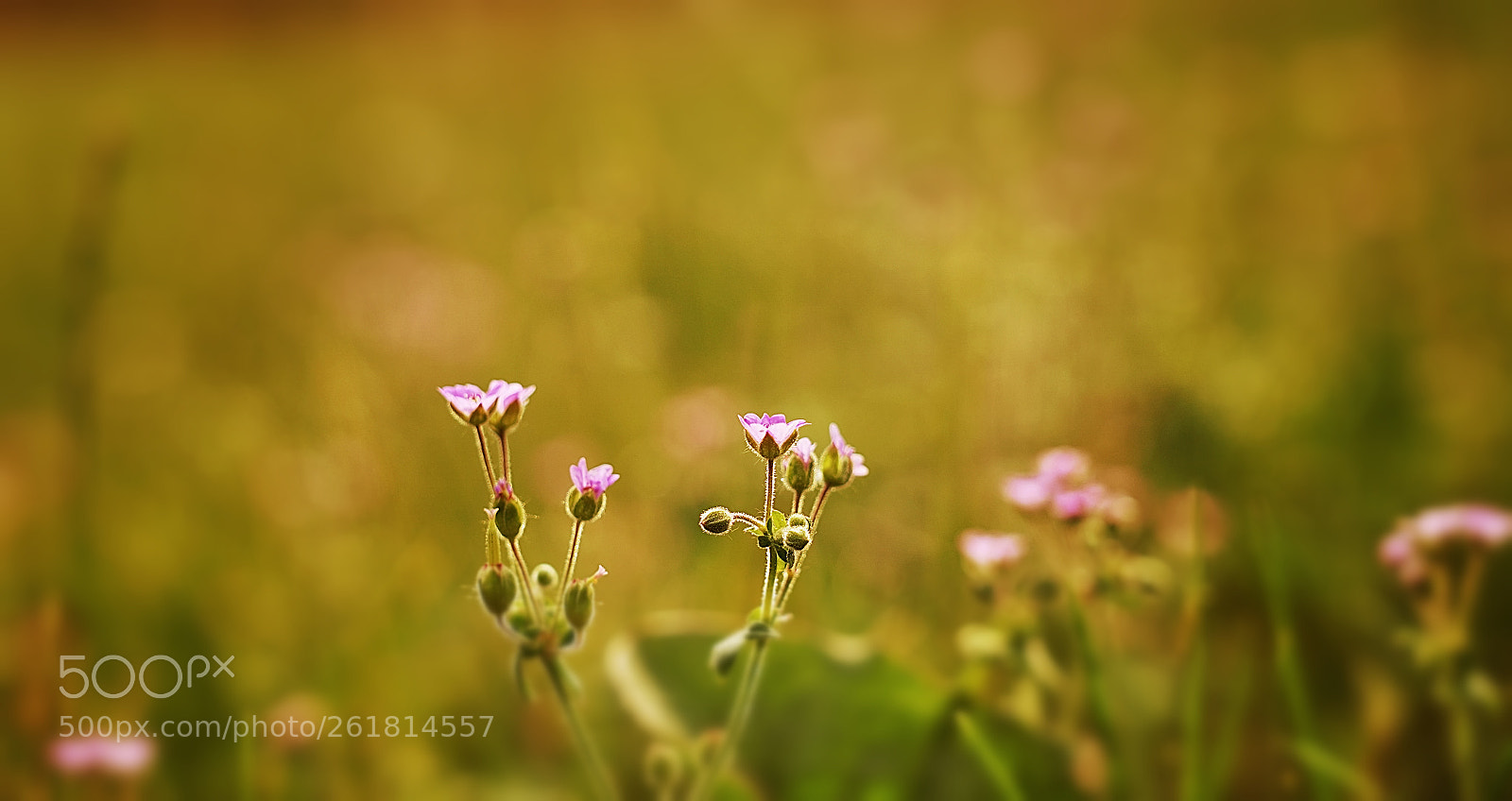 Sony a7 III sample photo. Tiny ones photography