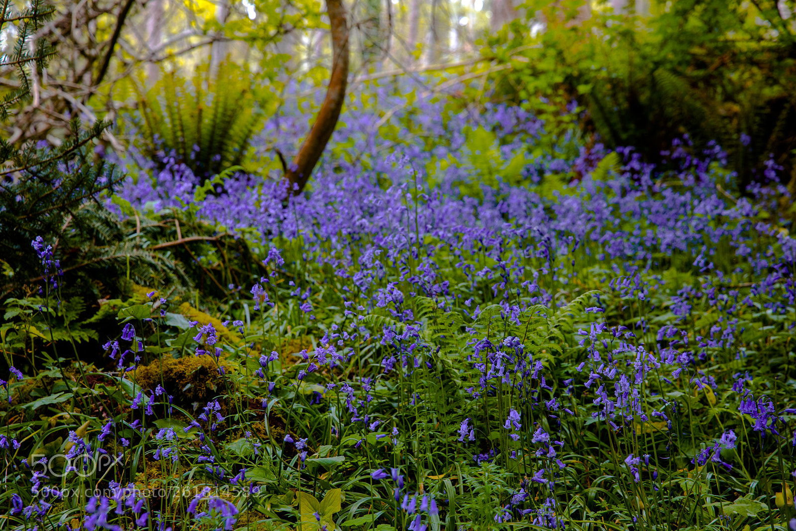Canon EOS 5D Mark IV sample photo. Ireland photography