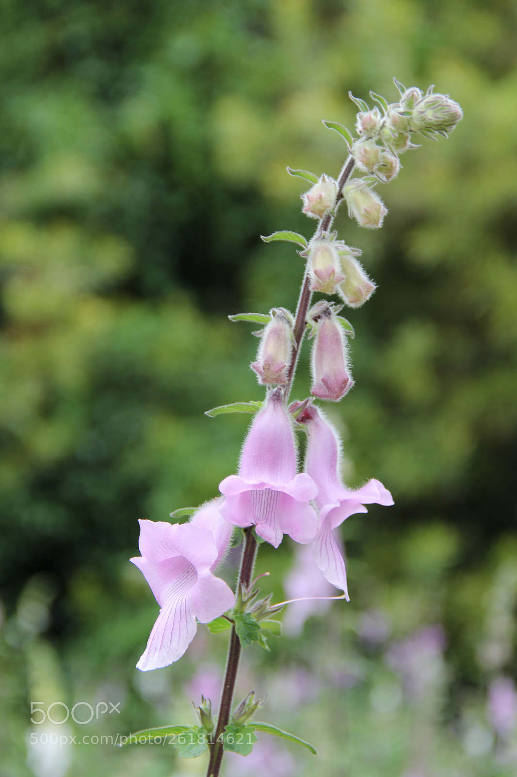 Canon EOS 60D sample photo. Delicate bloom photography