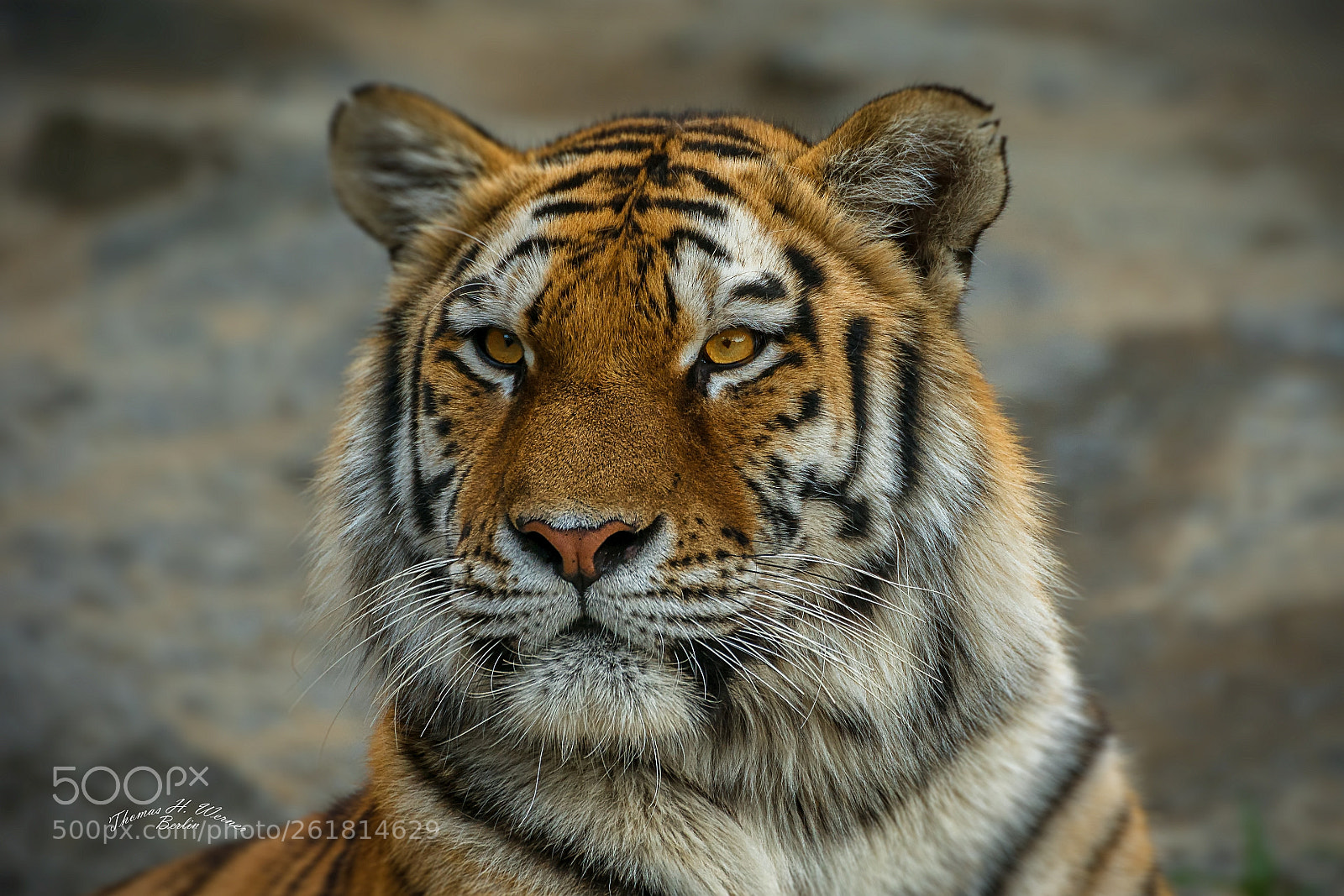 Sony ILCA-77M2 sample photo. Sibirischer tiger photography