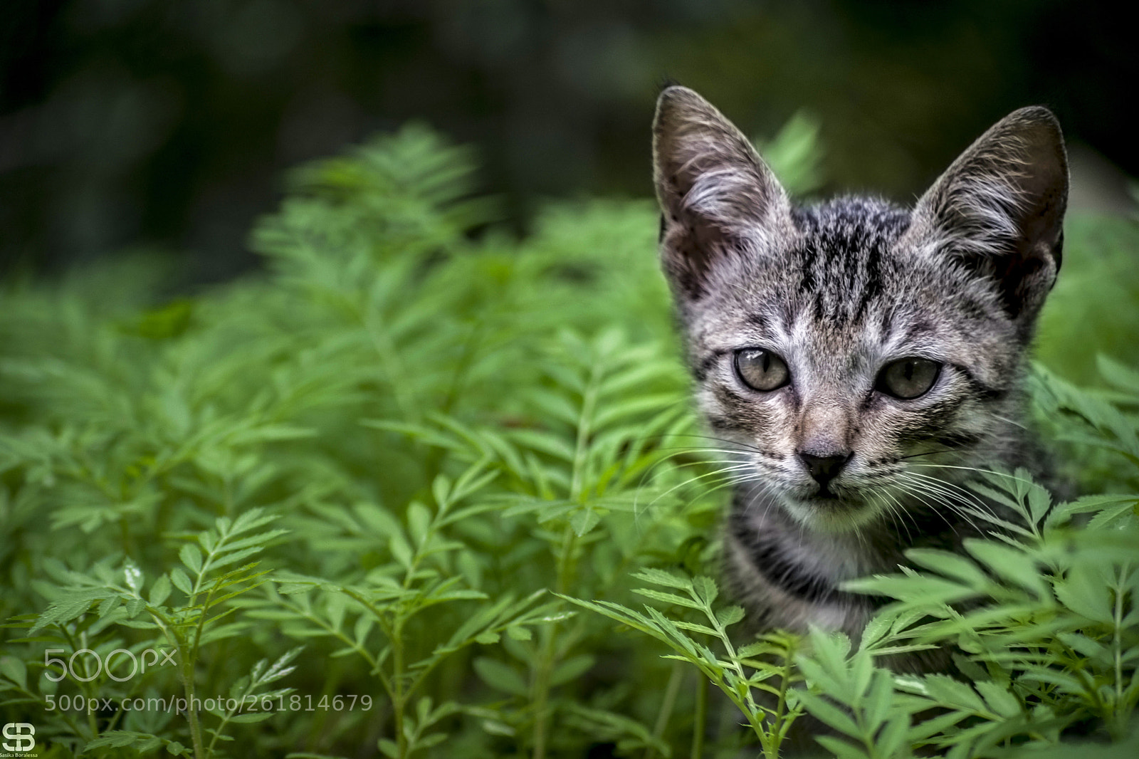 Nikon D3300 sample photo. Time spent with cats photography