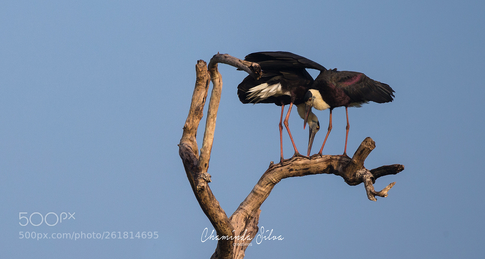 Canon EOS-1D X sample photo. Woolly-necked stork / පාදිලි මානාවා(padili manawa) photography