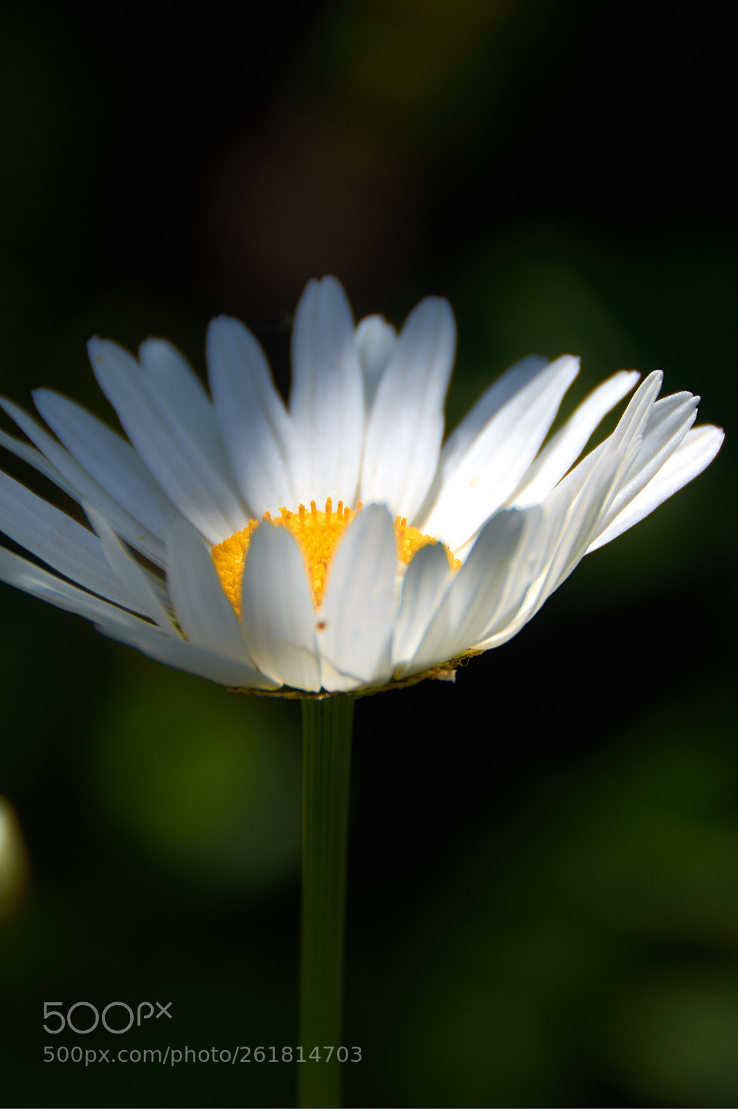 Nikon D5100 sample photo. Chamomile on a green photography