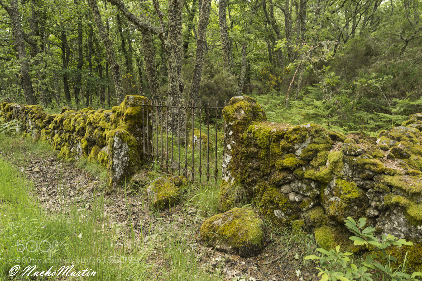Nikon D7200 sample photo. La puerta del bosque photography