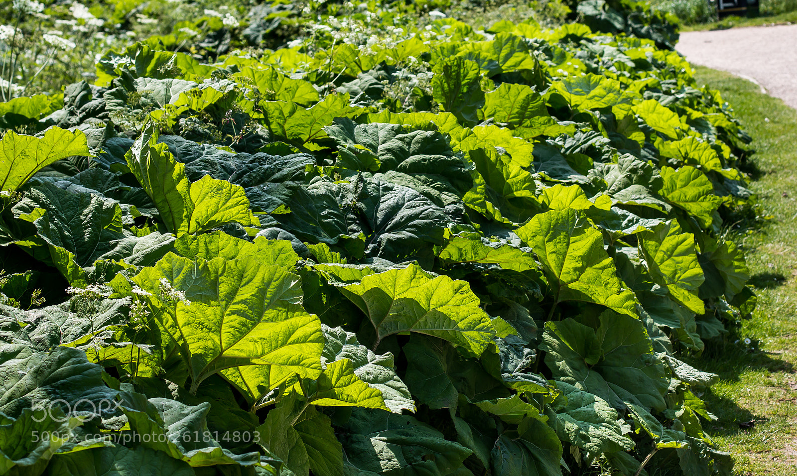 Canon EOS 70D sample photo. Rhubarb plants photography