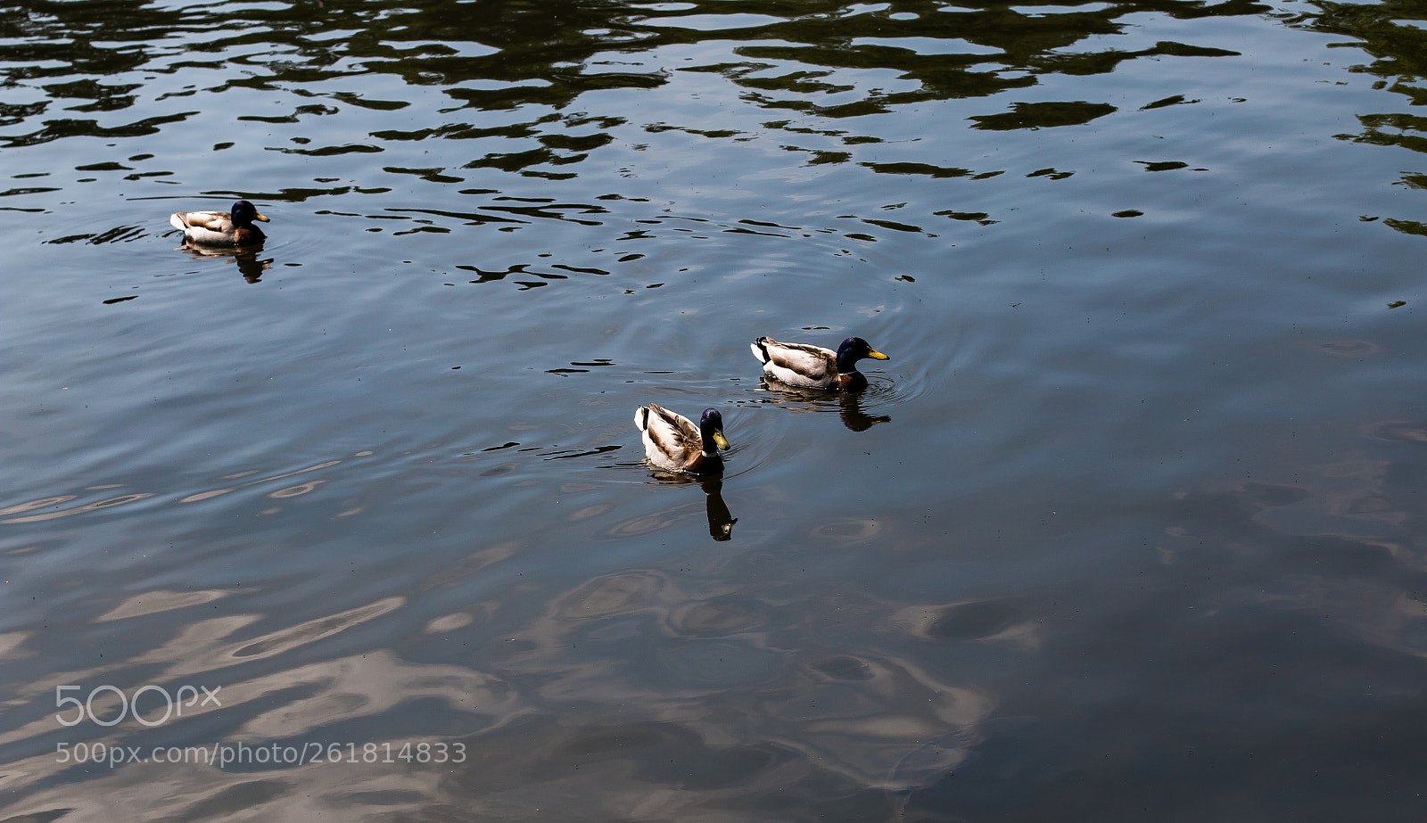Canon EOS 70D sample photo. A few birds swimming photography