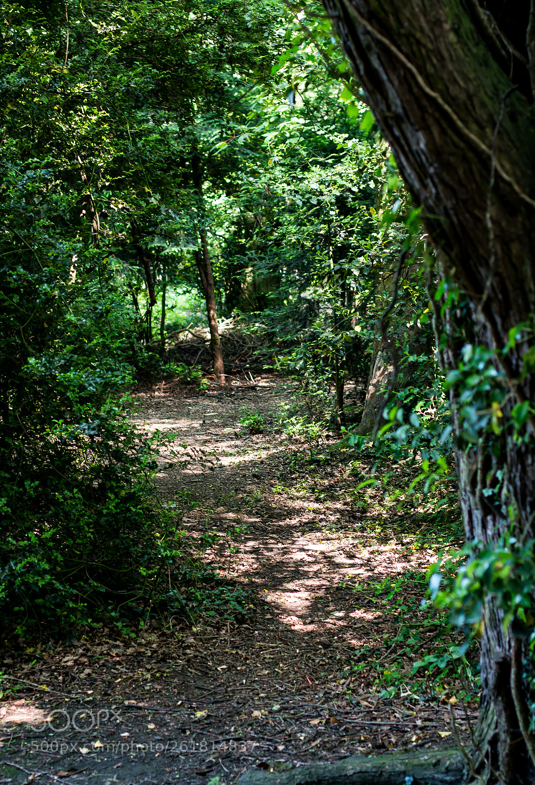 Canon EOS 70D sample photo. A footpath photography