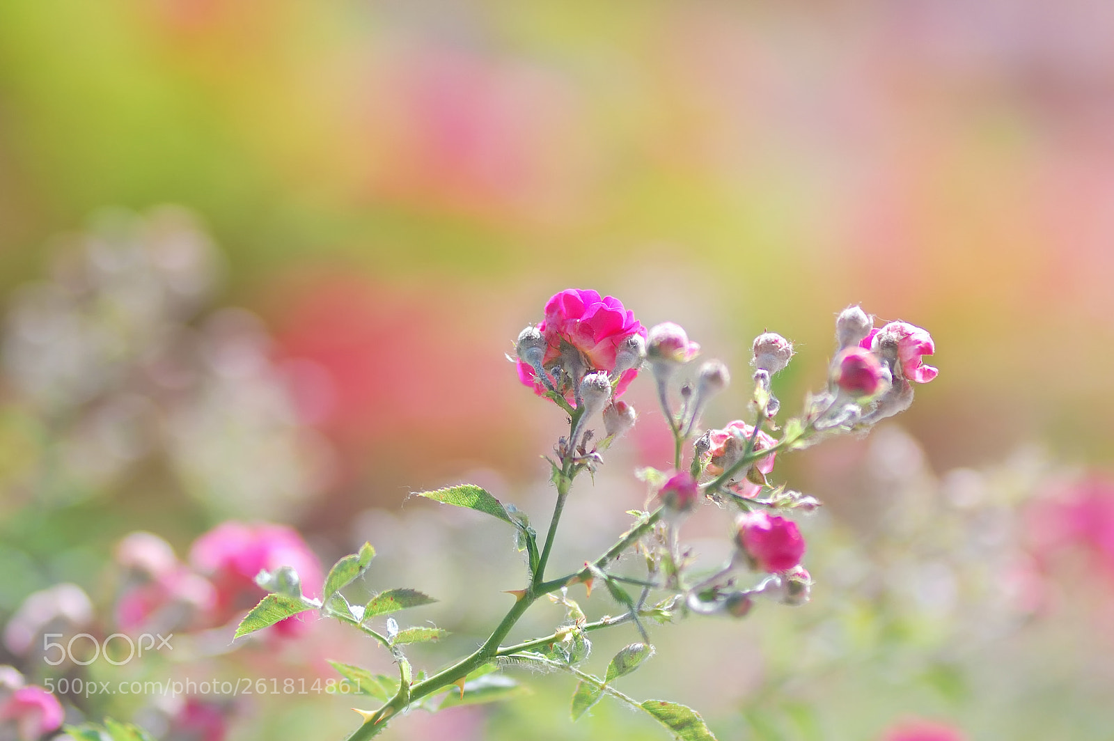 Nikon D40 sample photo. Pleasure by the bokeh photography
