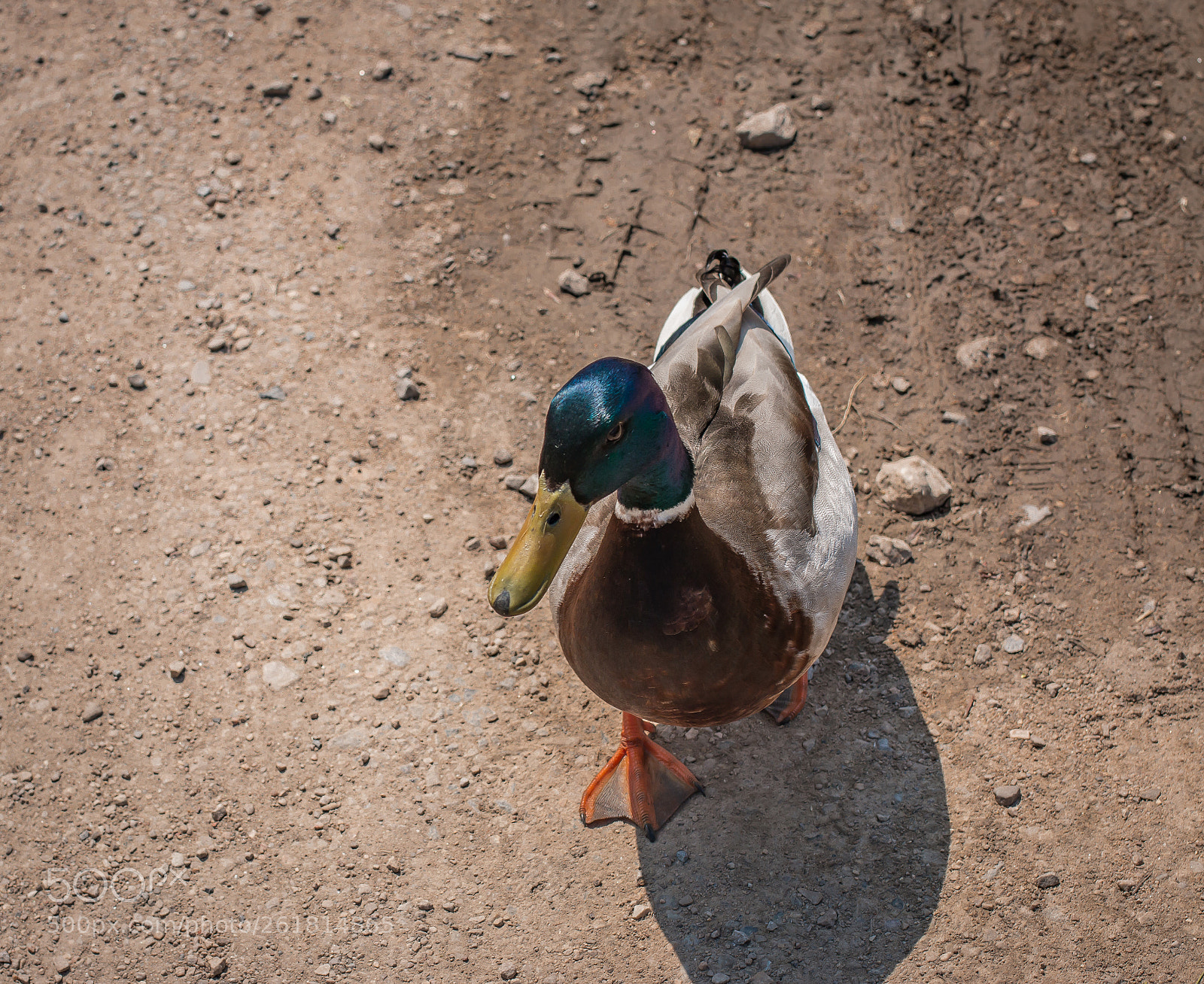 Canon EOS 70D sample photo. A bird photography