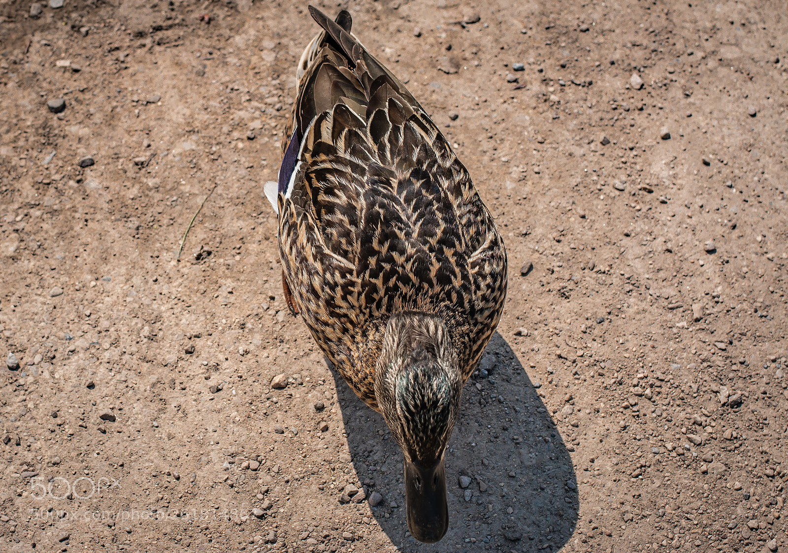 Canon EOS 70D sample photo. A bird photography