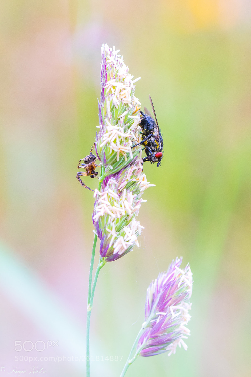 Canon EOS 77D (EOS 9000D / EOS 770D) sample photo. Untitled photography
