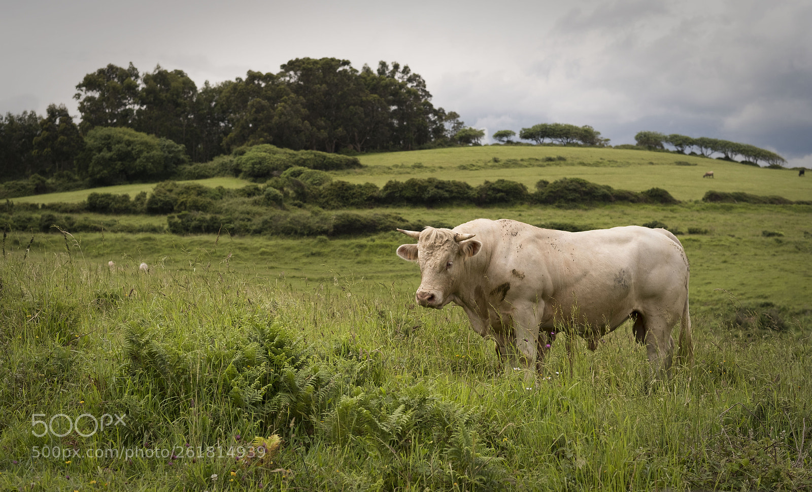 Fujifilm X-Pro2 sample photo. Toro. photography
