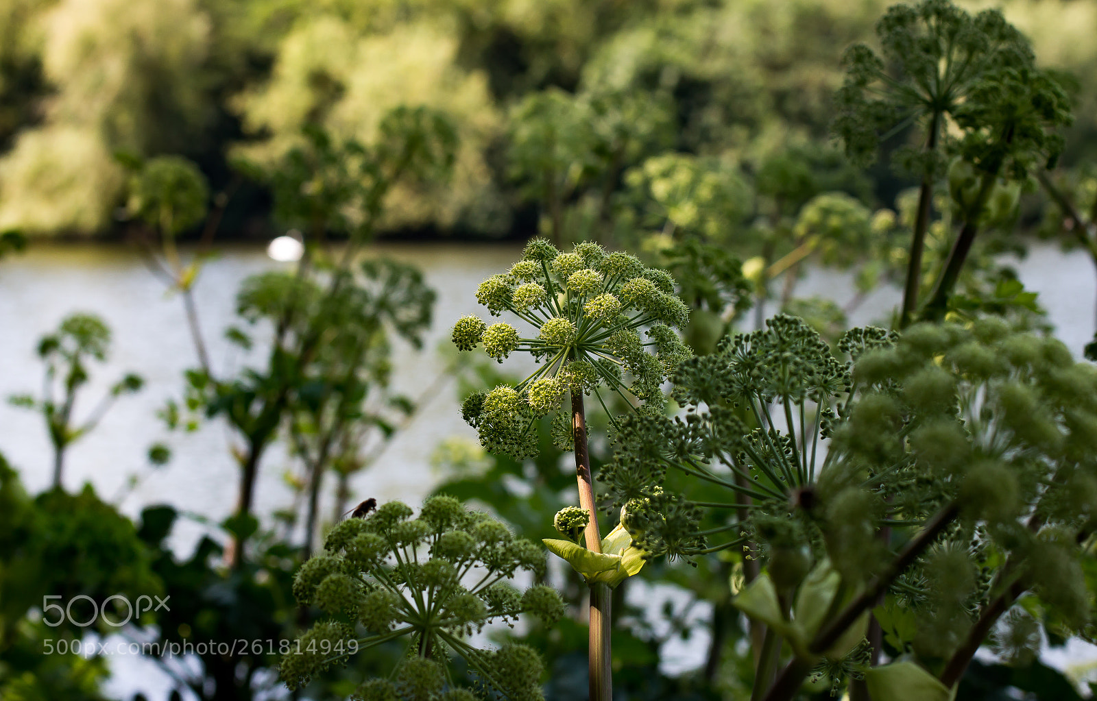 Canon EOS 70D sample photo. A bunch of flowers photography