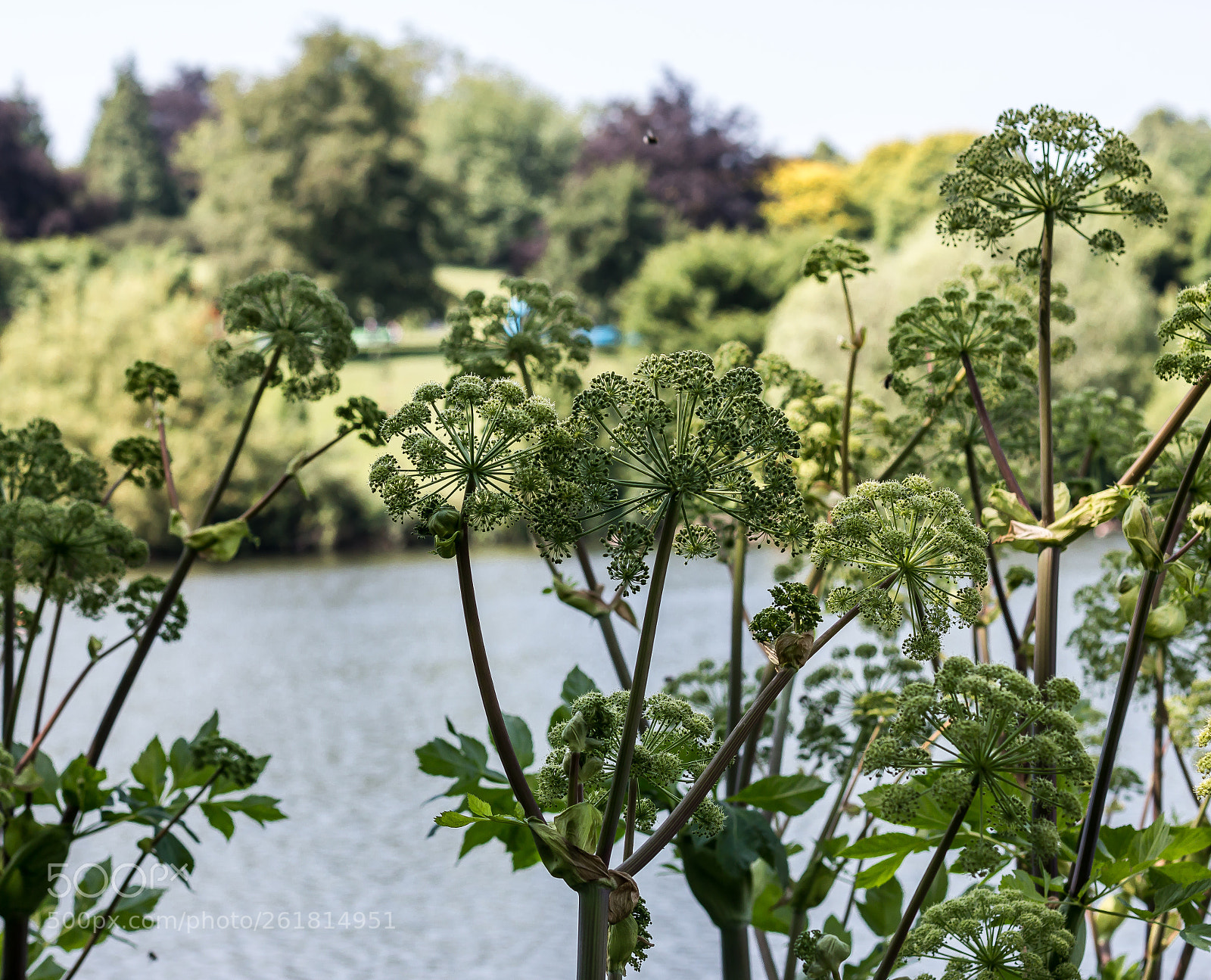 Canon EOS 70D sample photo. A bunch of flowers photography