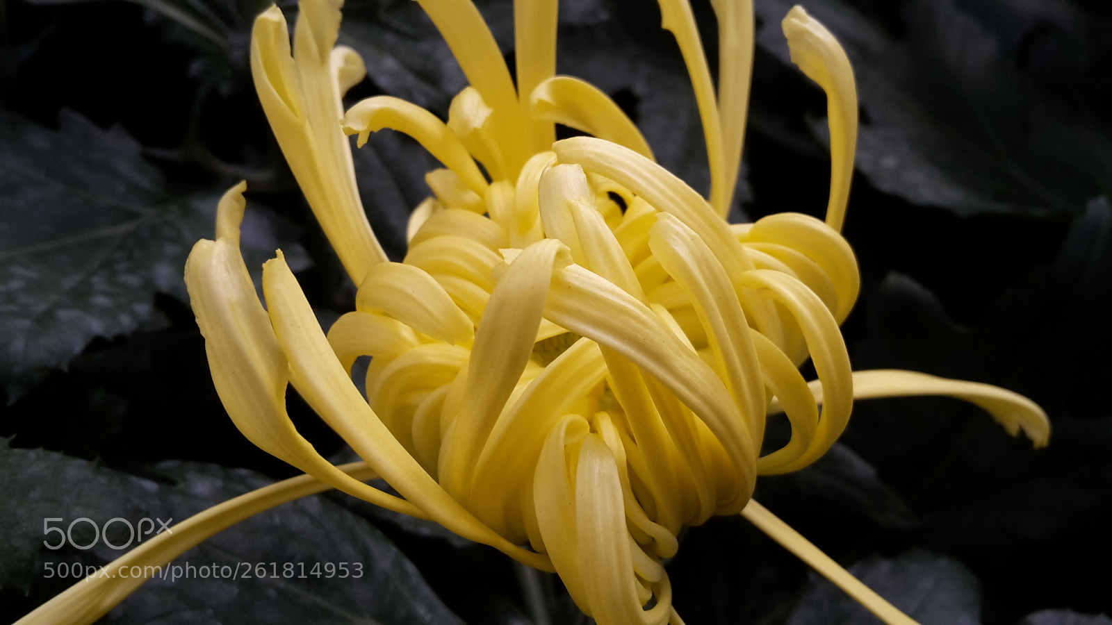Samsung Galaxy S5 Mini sample photo. Yellow flower photography