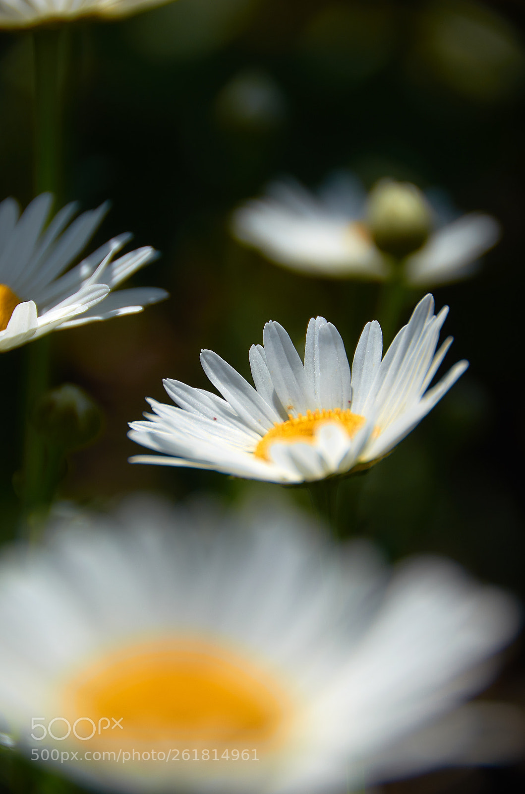 Nikon D5100 sample photo. A few daisies on photography