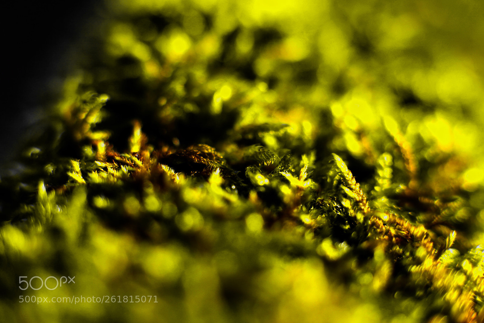 Canon EOS 5D Mark II sample photo. Moss photography
