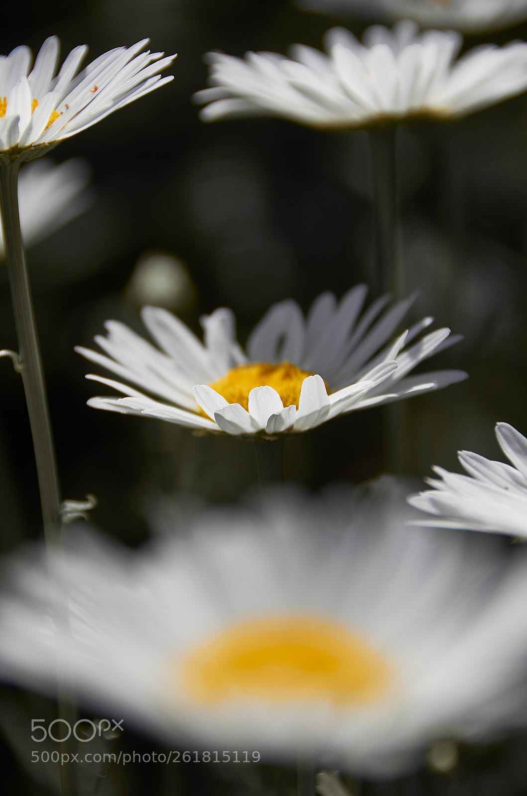 Nikon D5100 sample photo. A few daisies on photography