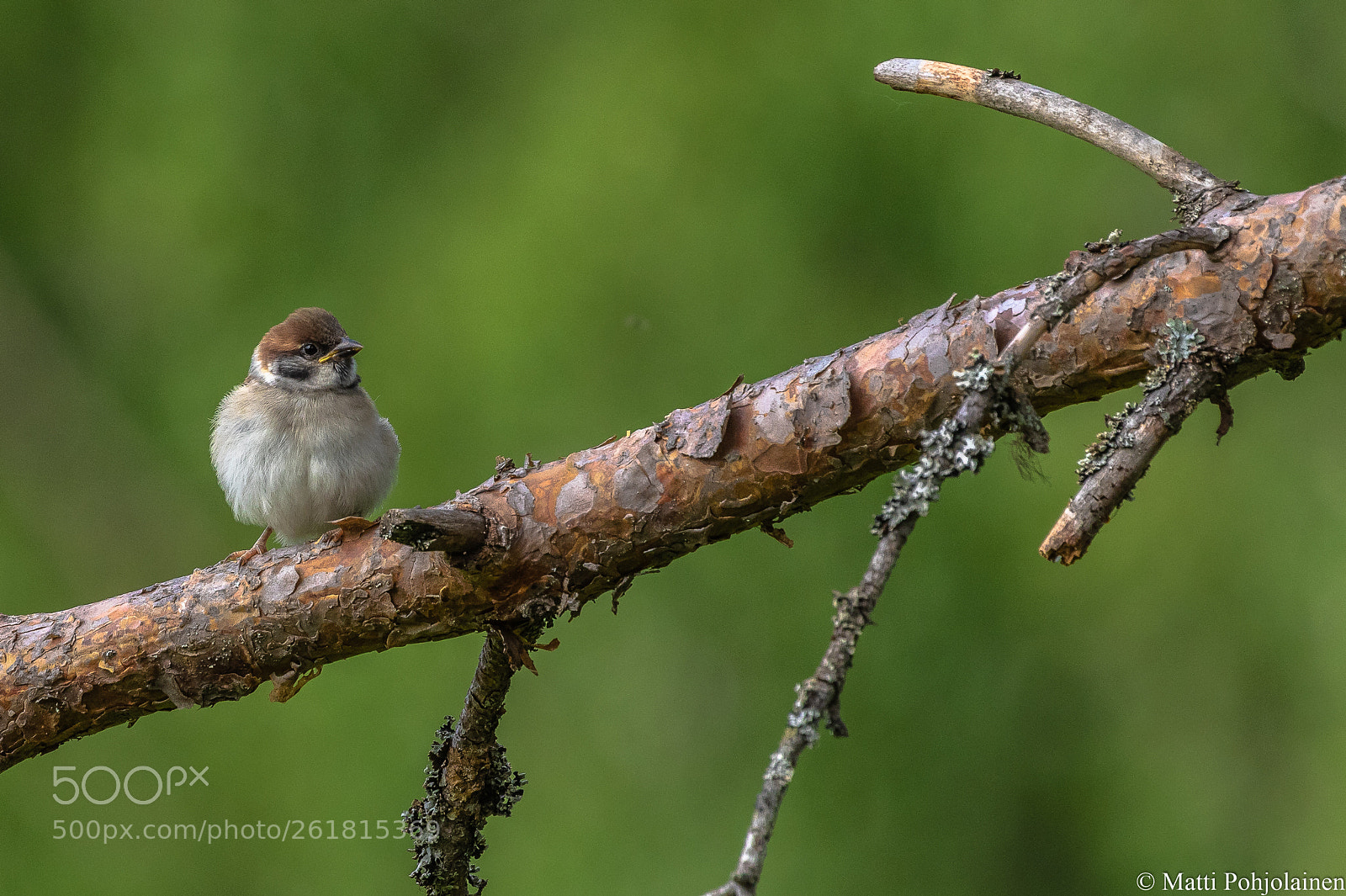 Canon EOS 7D Mark II sample photo. Sparrow (chick) photography